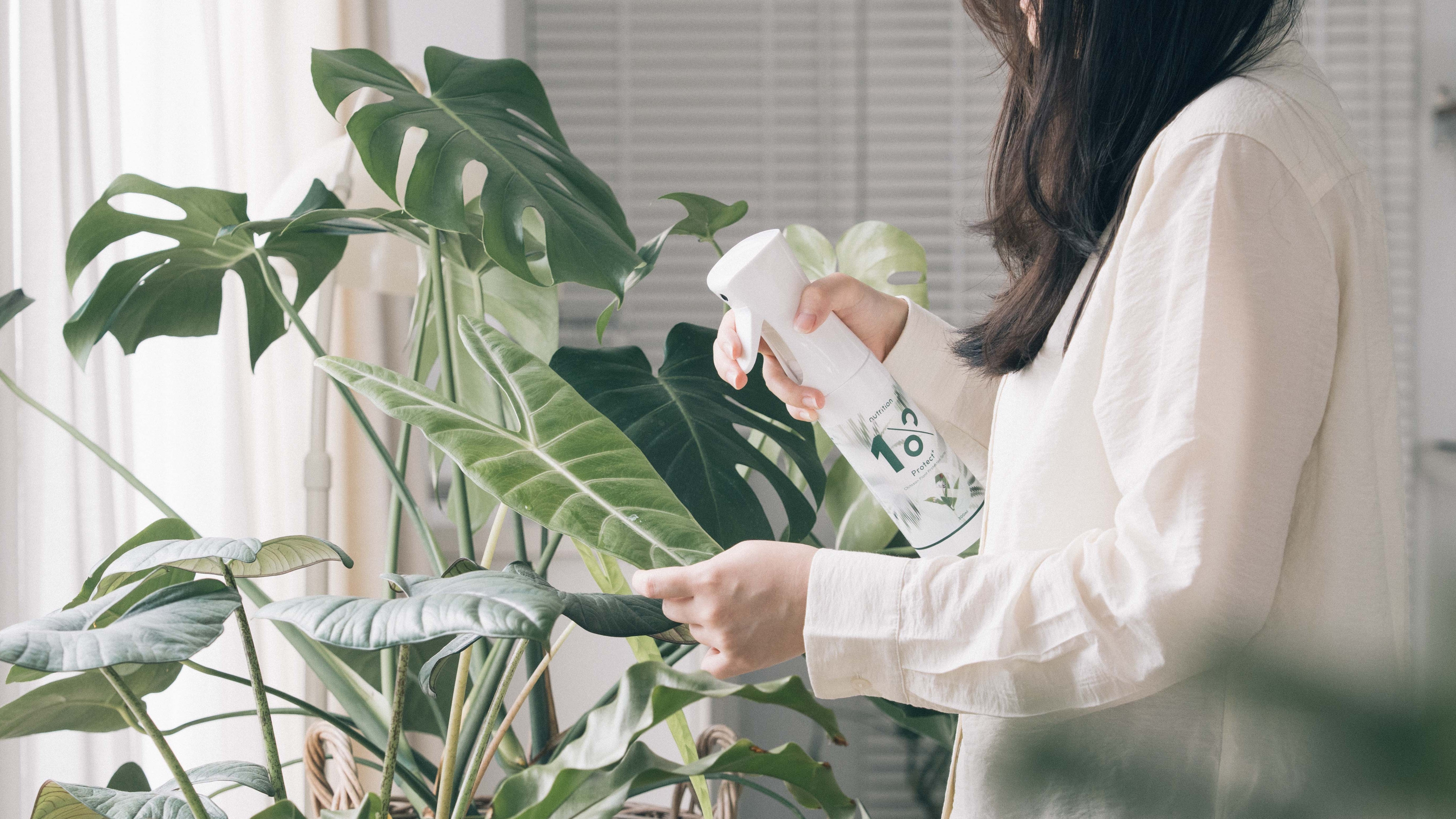 植物驅蟲怎麼做?新手一看就懂的盆栽除蟲完整方法
