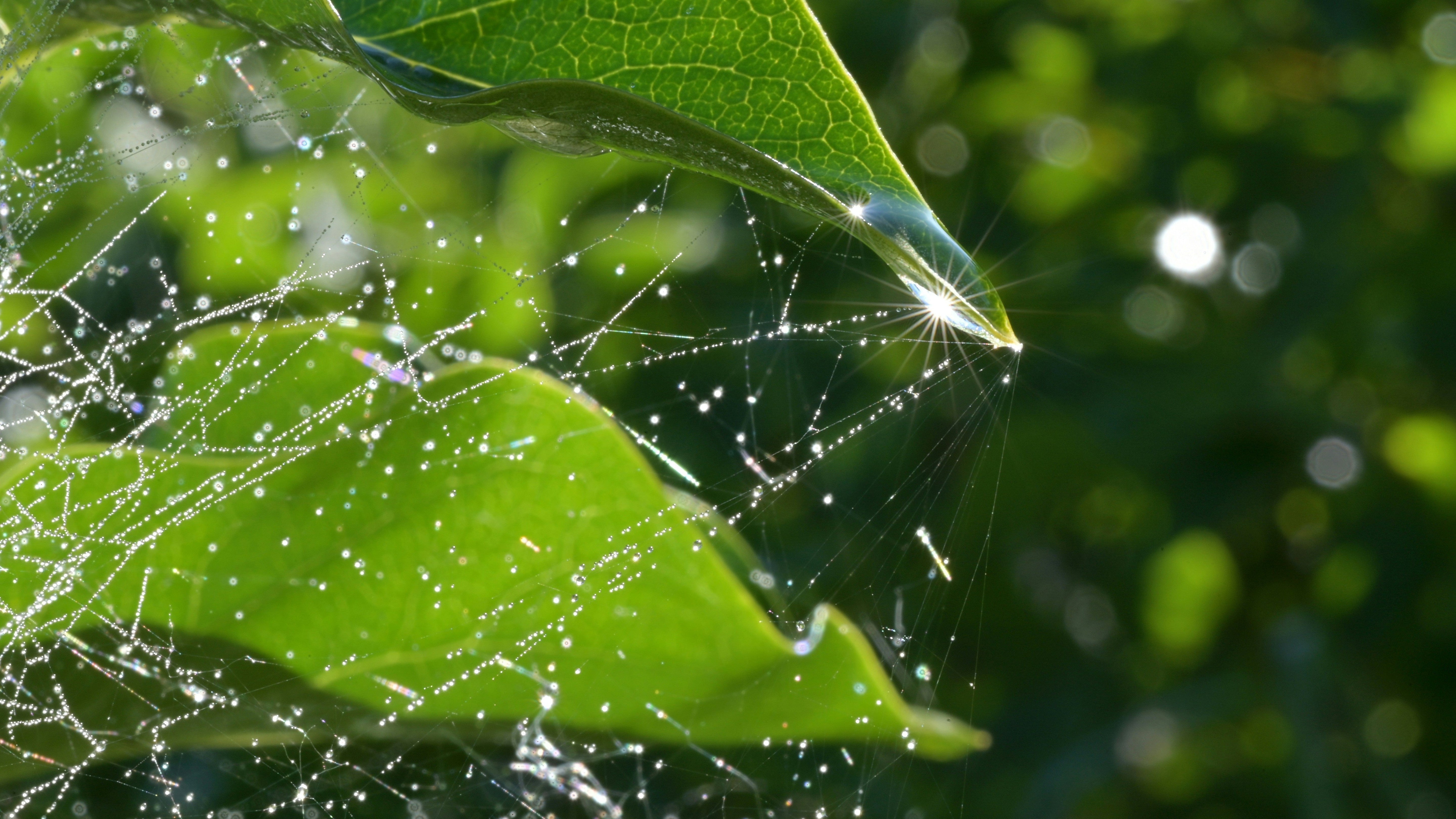 介殼蟲怎麼消滅?紅蜘蛛怎麼處理?天然驅蟲完整攻略