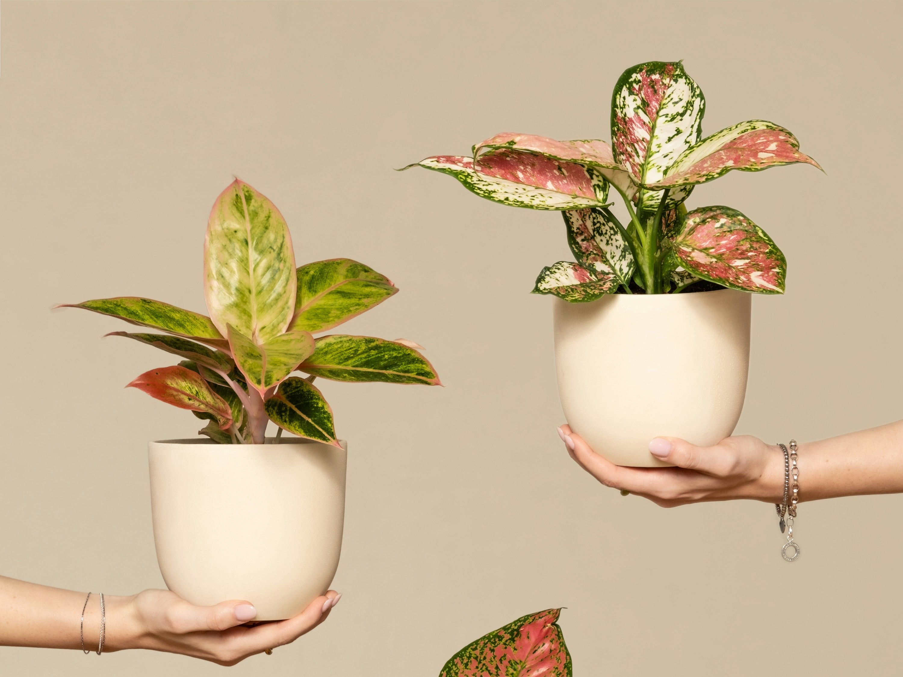 植栽送禮推薦:8種寓意美好又好照顧的室內植物