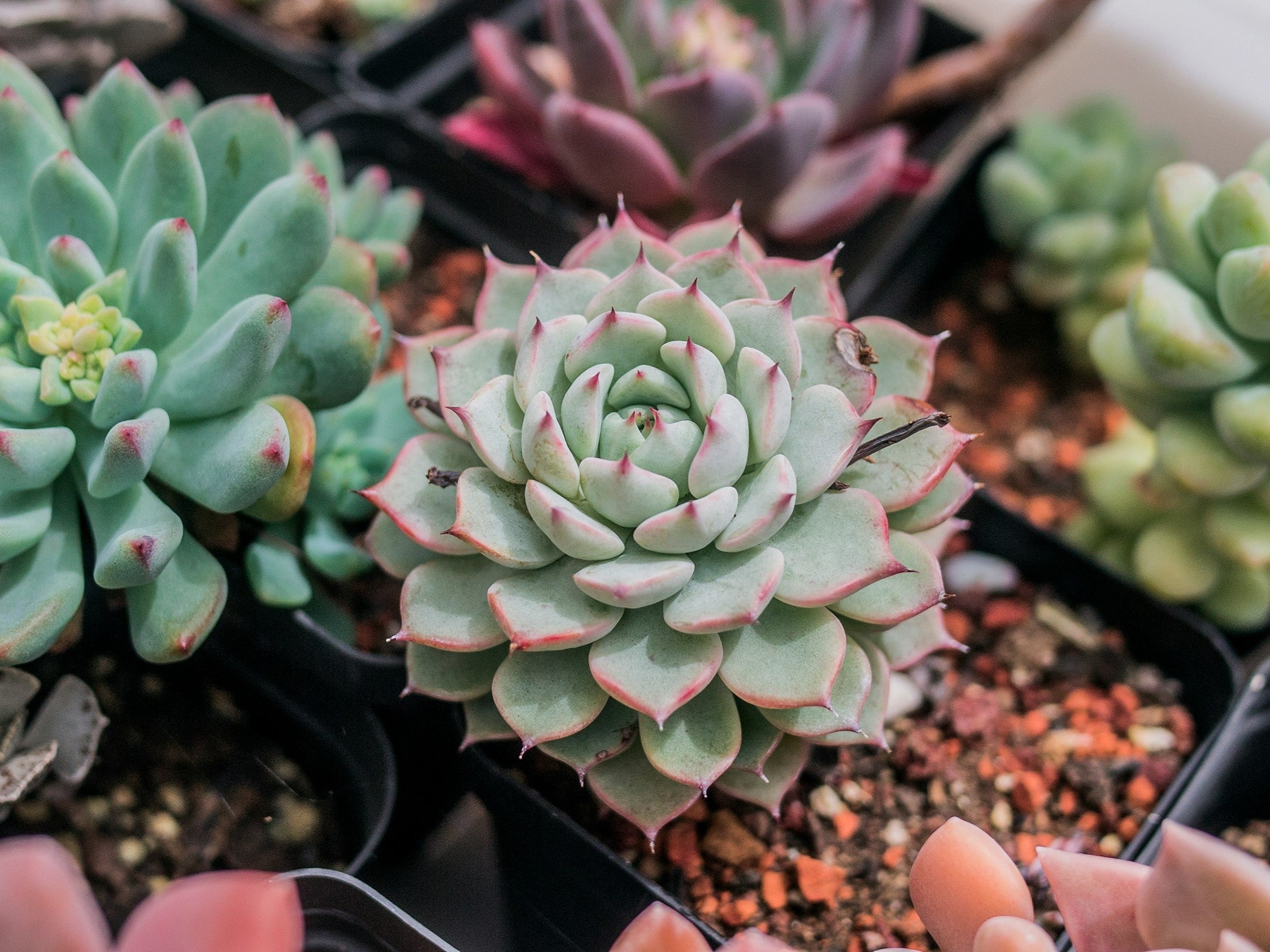 多肉植物澆水後死掉?可能是土壤不對!多肉配土與換土完整指南