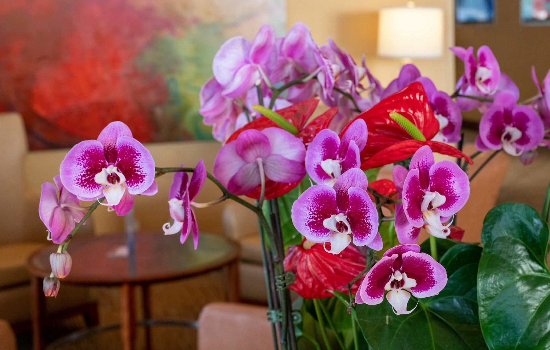 櫃檯蘭花怎麼顧?讓花開得久,也撐住商家/公司的好意頭