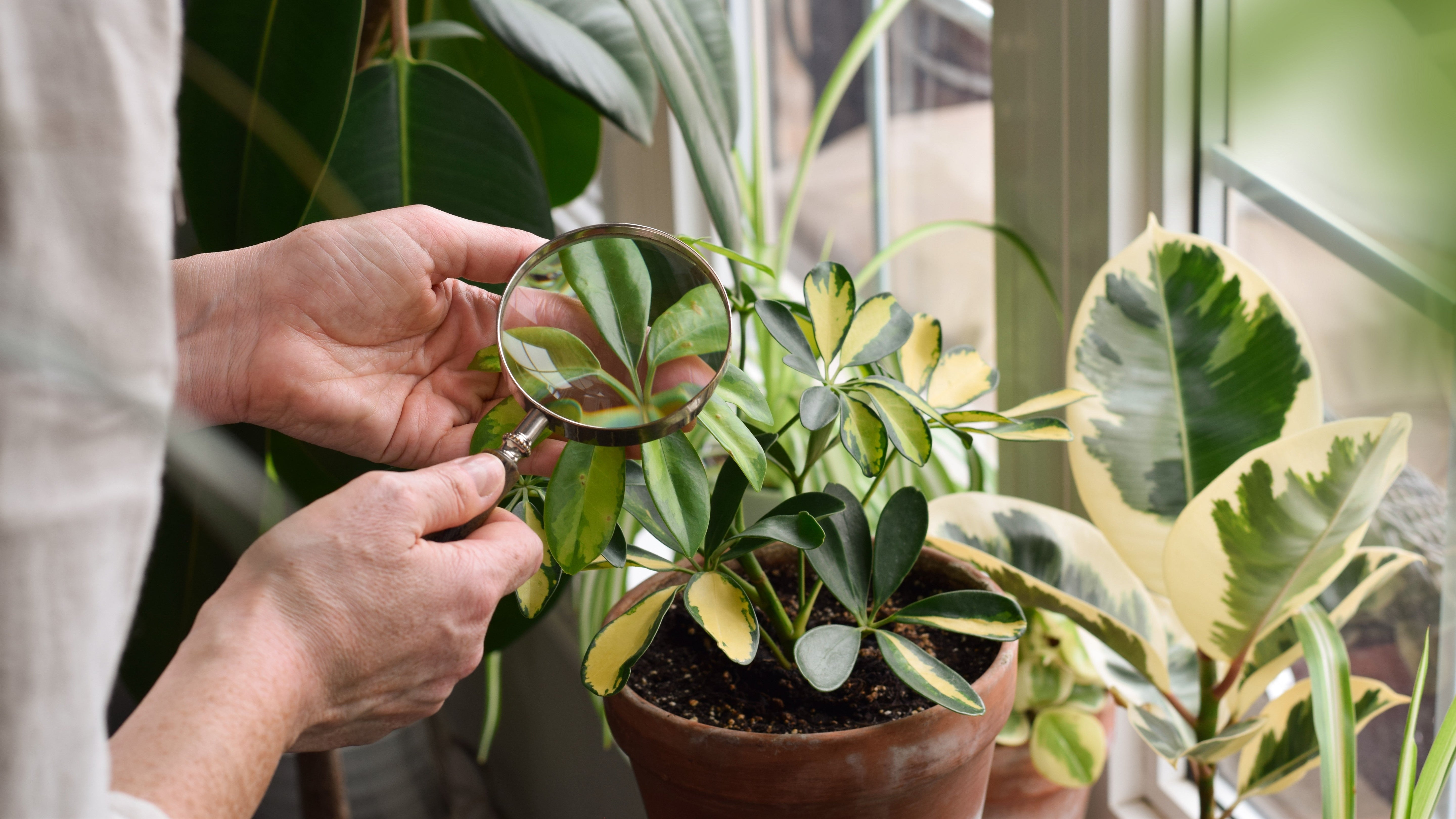 為什麼家裡植物會長蟲?3大盲點別踩雷