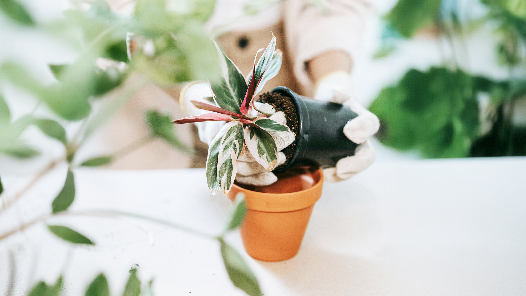 春天換盆要注意什麼?根系健康、土壤選擇、養護重點全攻略