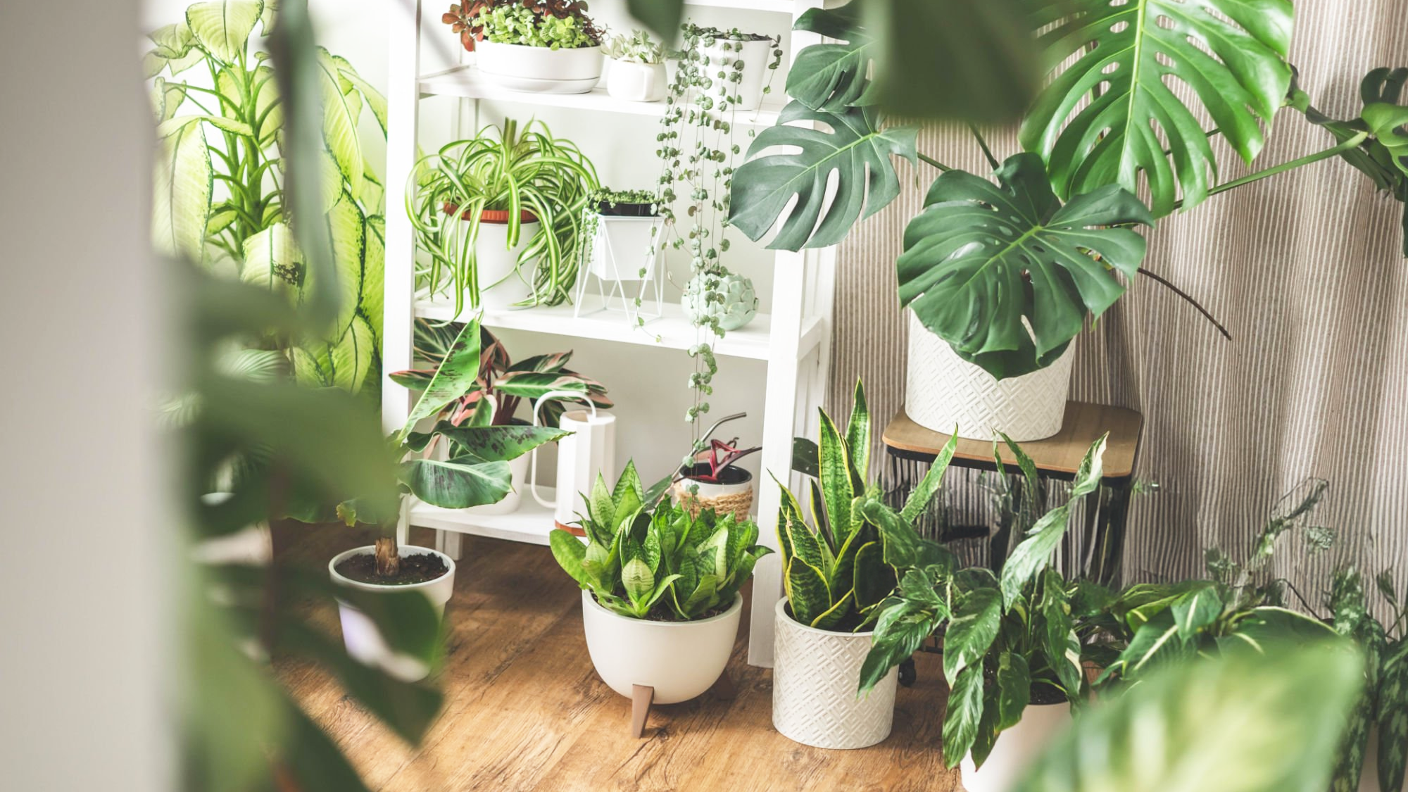 新手友善!8 種好養又環保減碳的植物推薦