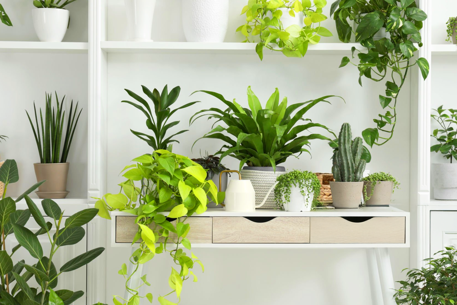 植物葉子發黃怎麼辦!植物黃葉、黃斑原因與修復解決方案