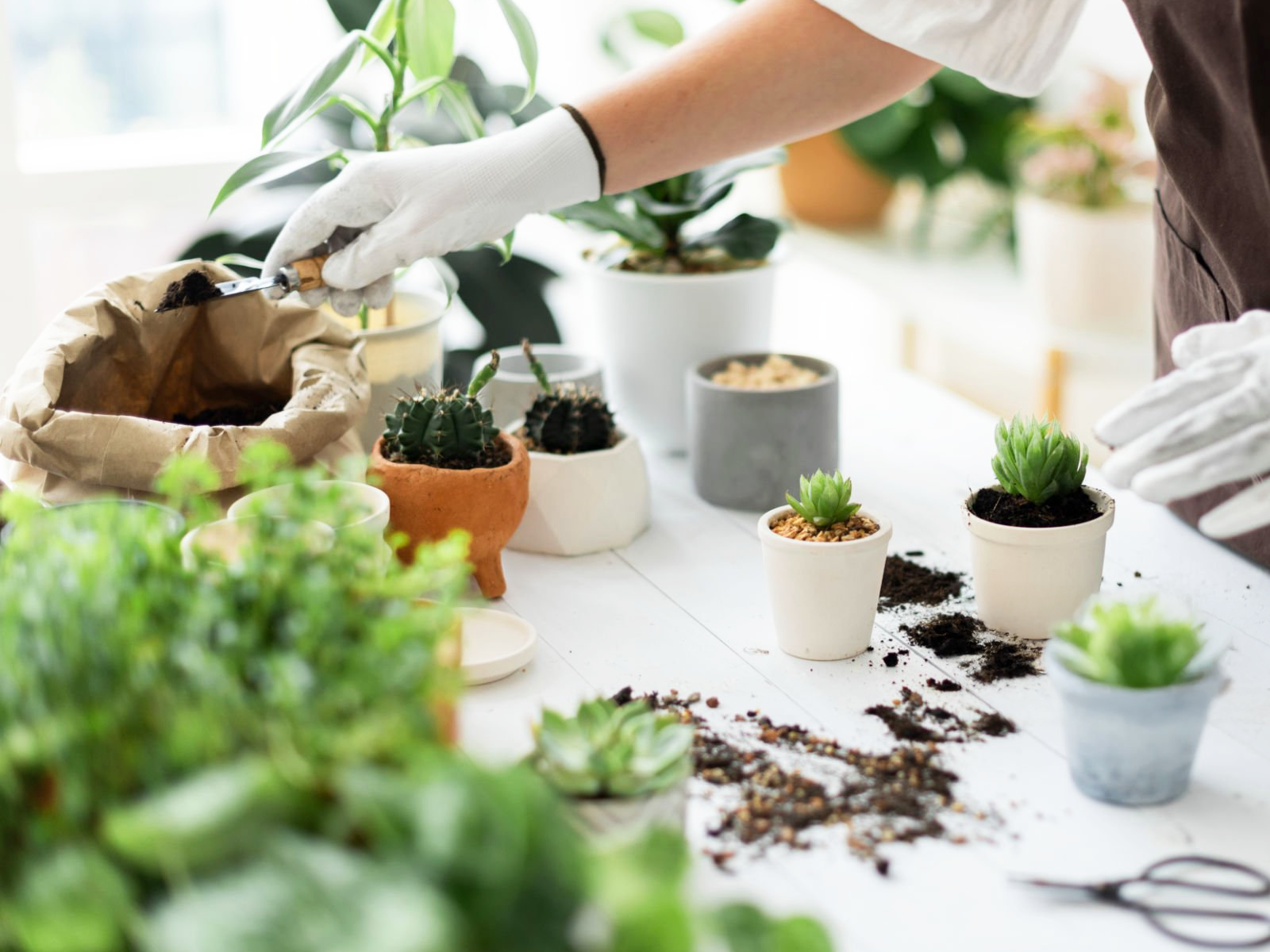 春天換盆完整教學:7 個步驟讓植物輕鬆換新家