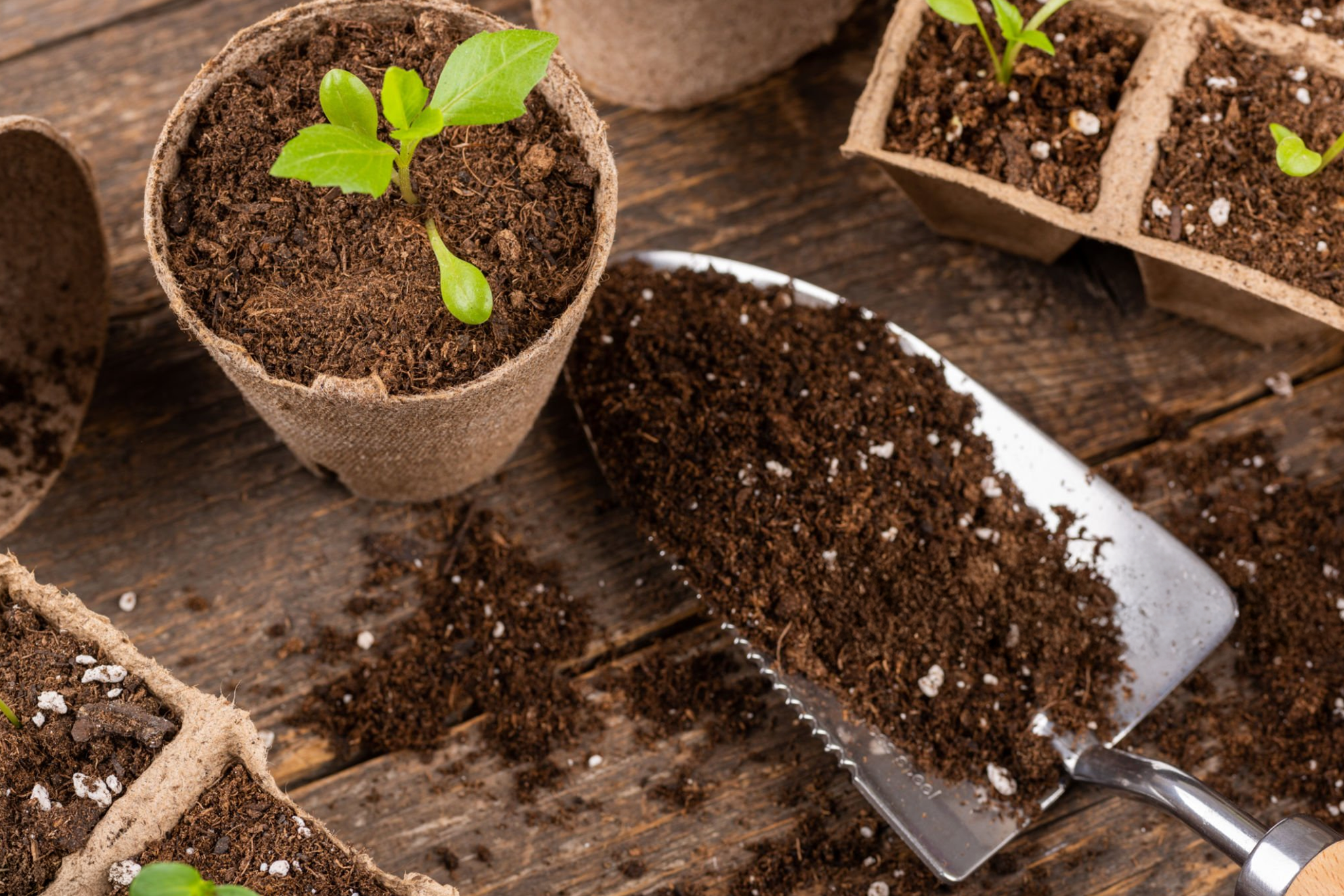 你知道盆土也有壽命嗎?為什麼盆栽需要定期換盆土