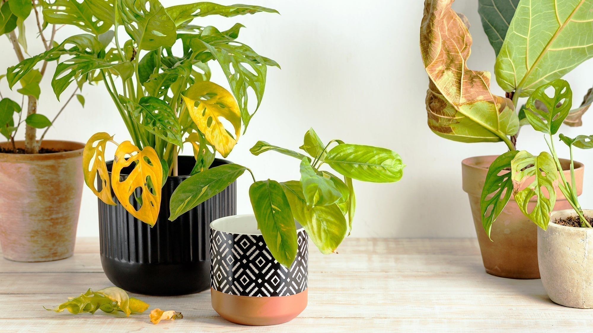 植物照顧必讀!新手養植物常犯的5個錯誤+6個植物健康檢查方法