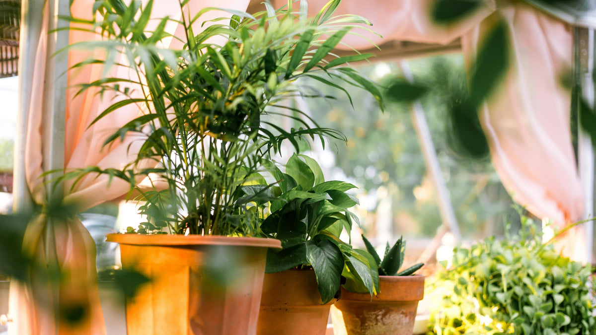 植物常養不活?抓住秋天黃金季節,新手最容易成功的5款植物