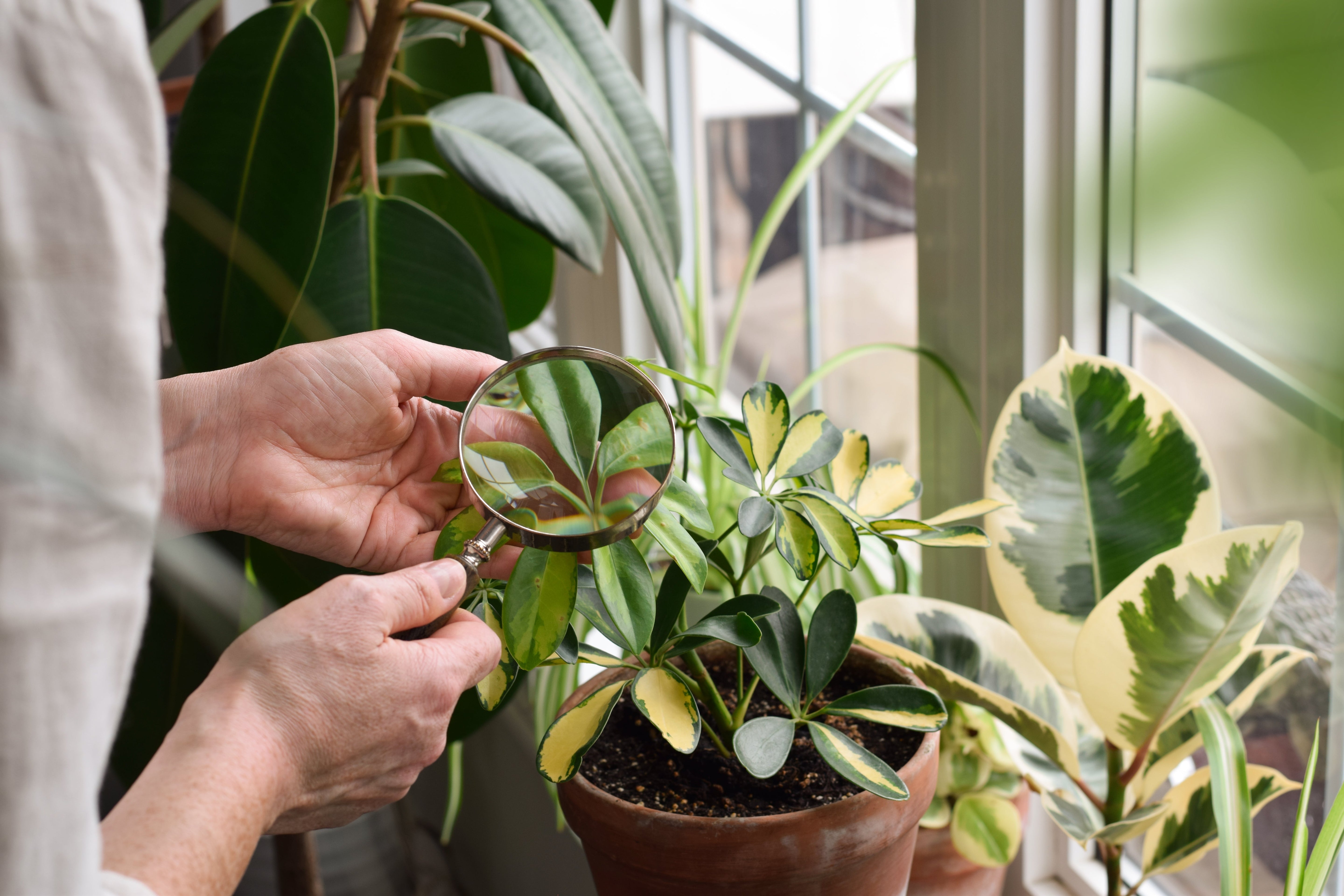 植物不長新葉怎麼辦?常見的4個原因與改善方法