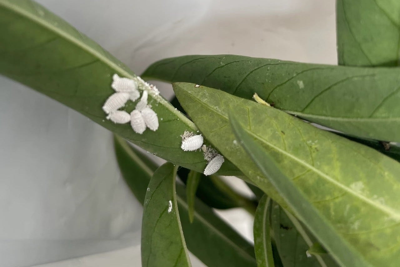 介殼蟲怎麼消滅?蚜蟲怎麼處理?多肉、龜背芋蟲害完整防治指南