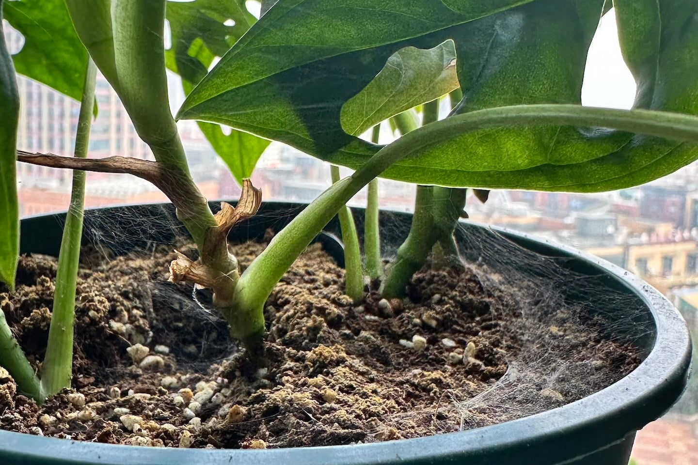 紅蜘蛛(葉蟎)怎麼來的?怎麼消滅?植物紅蜘蛛完整防護指南