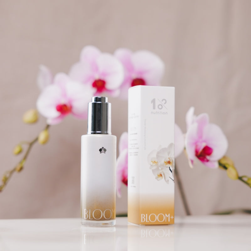 『新春限定』盆花日常照護組