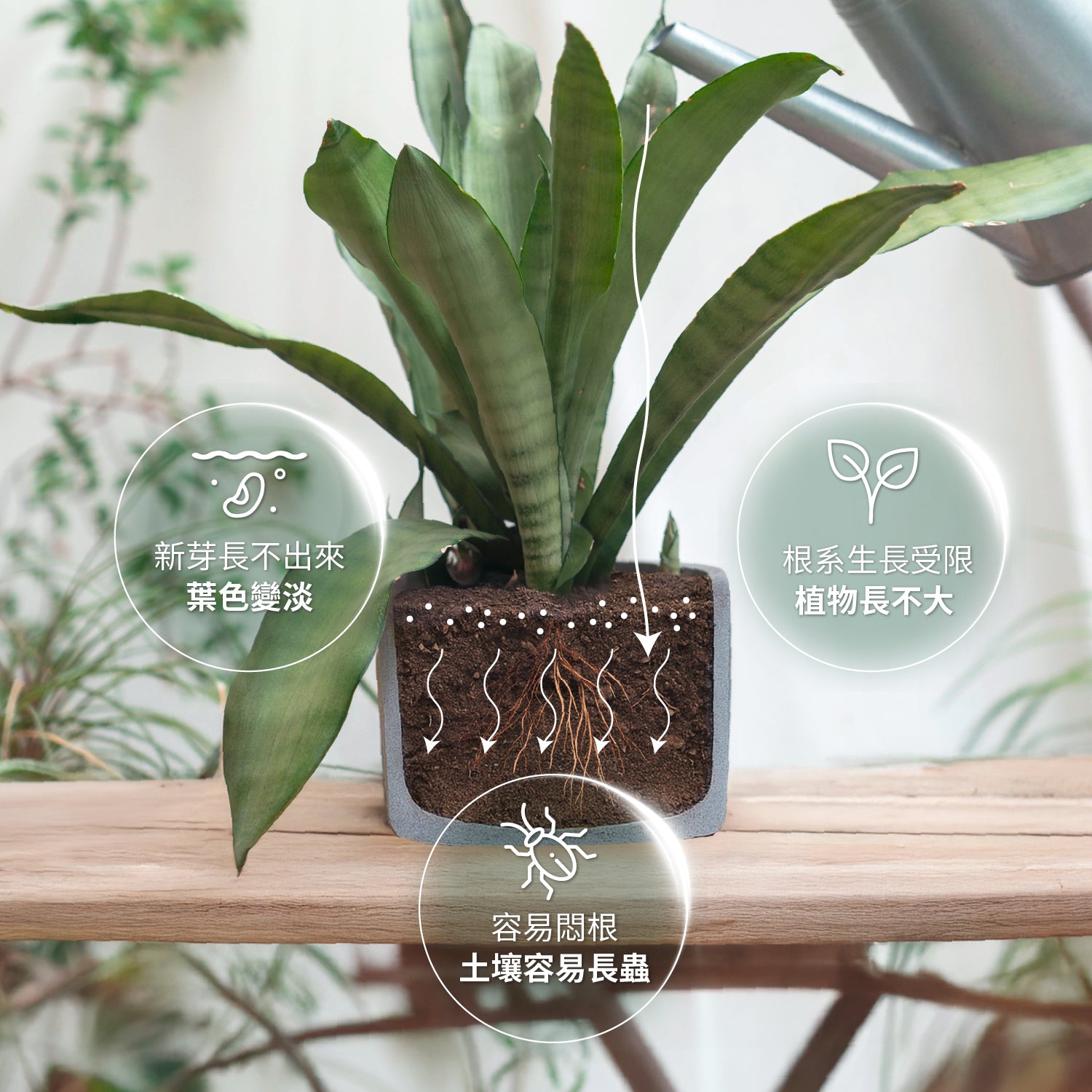 1%植物關鍵 植物出現新芽長不出、葉色變淡、根系發展受限,可能與土壤老化與害蟲問題有關。了解原因並改善植物生長困境。