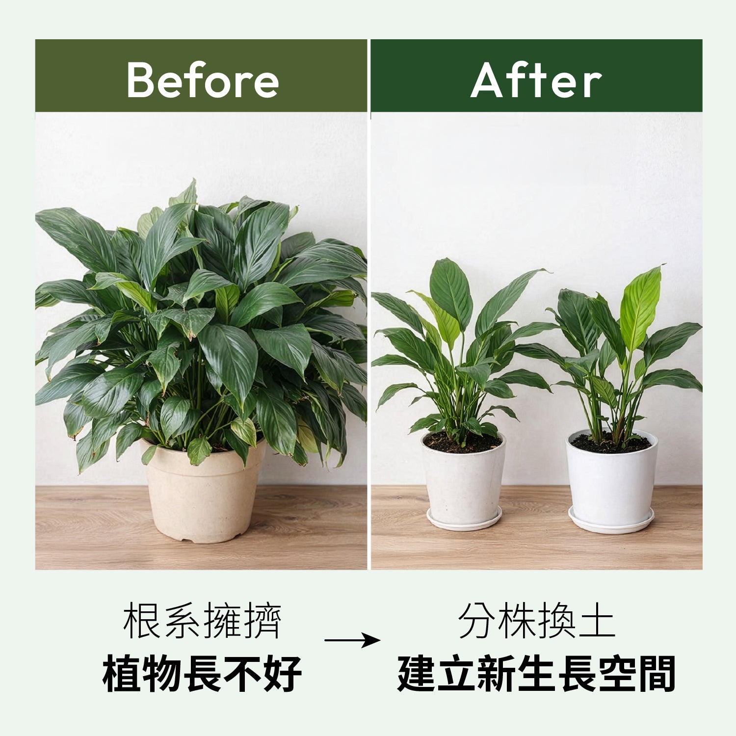 1%植物關鍵 植物長不好怎麼辦?換土分株改善根系擁擠,恢復健康生長