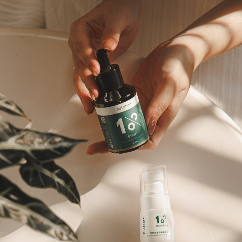 『新春限定』盆花營養綻放組