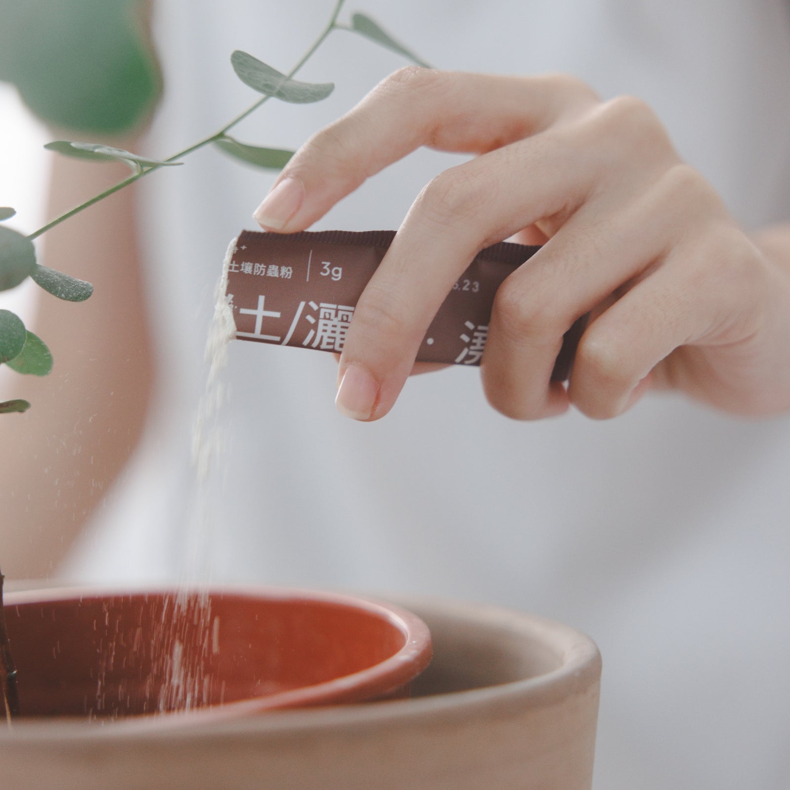 『新春限定』盆花恆久盛開組