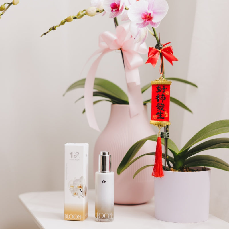 『新春限定』盆花恆久盛開組