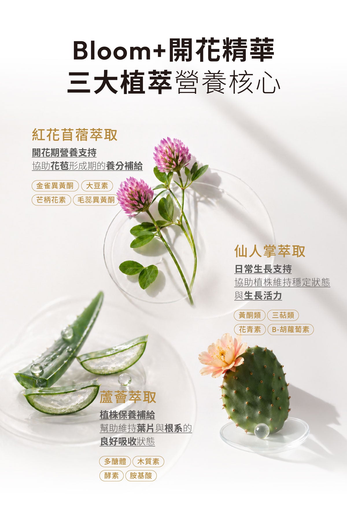 Bloom+ 開花精華搭配 Grow+ 成長精華,建立植物開花循環養護