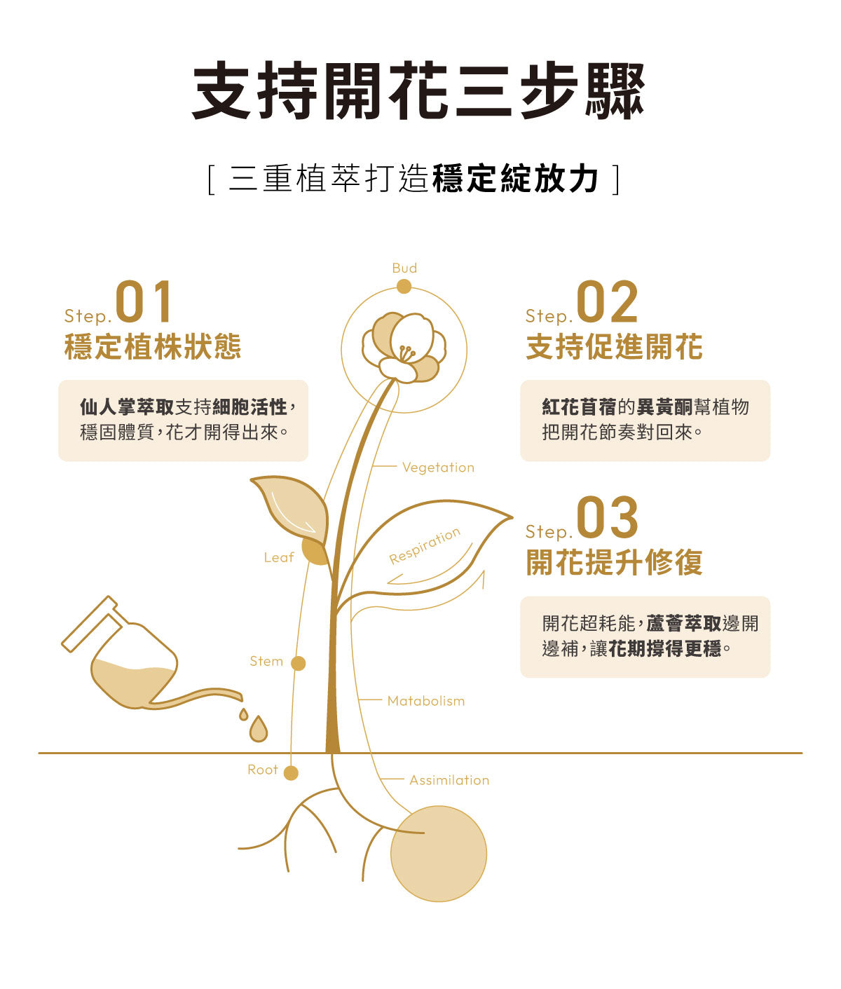開花植物三步驟養護,支持促進開花與延長花期穩定性