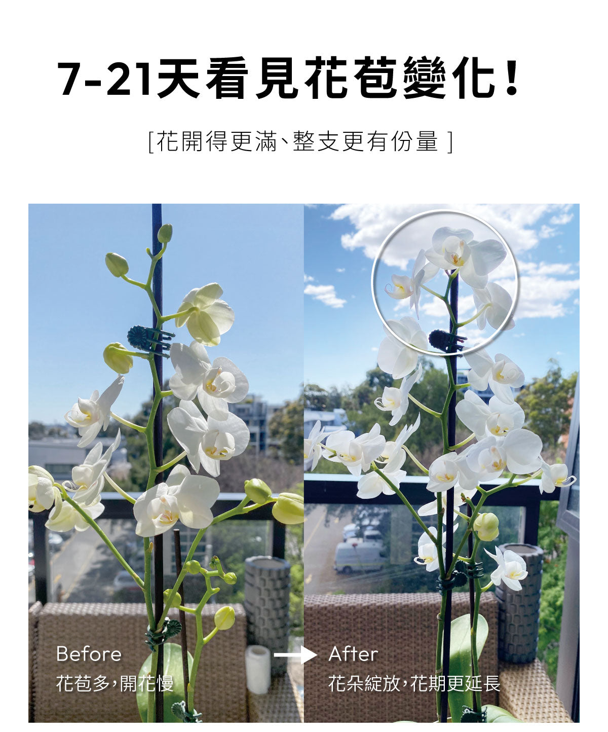 蝴蝶蘭使用開花精華前後對比,花苞增加與花期更穩定