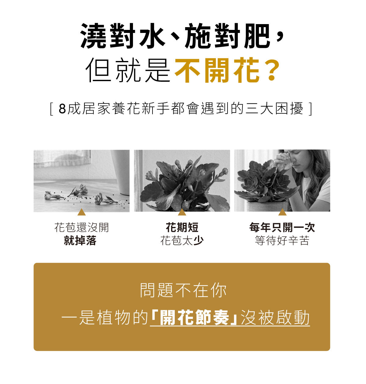 植物只長葉不開花原因解析,花苞掉落與花期短常見問題說明