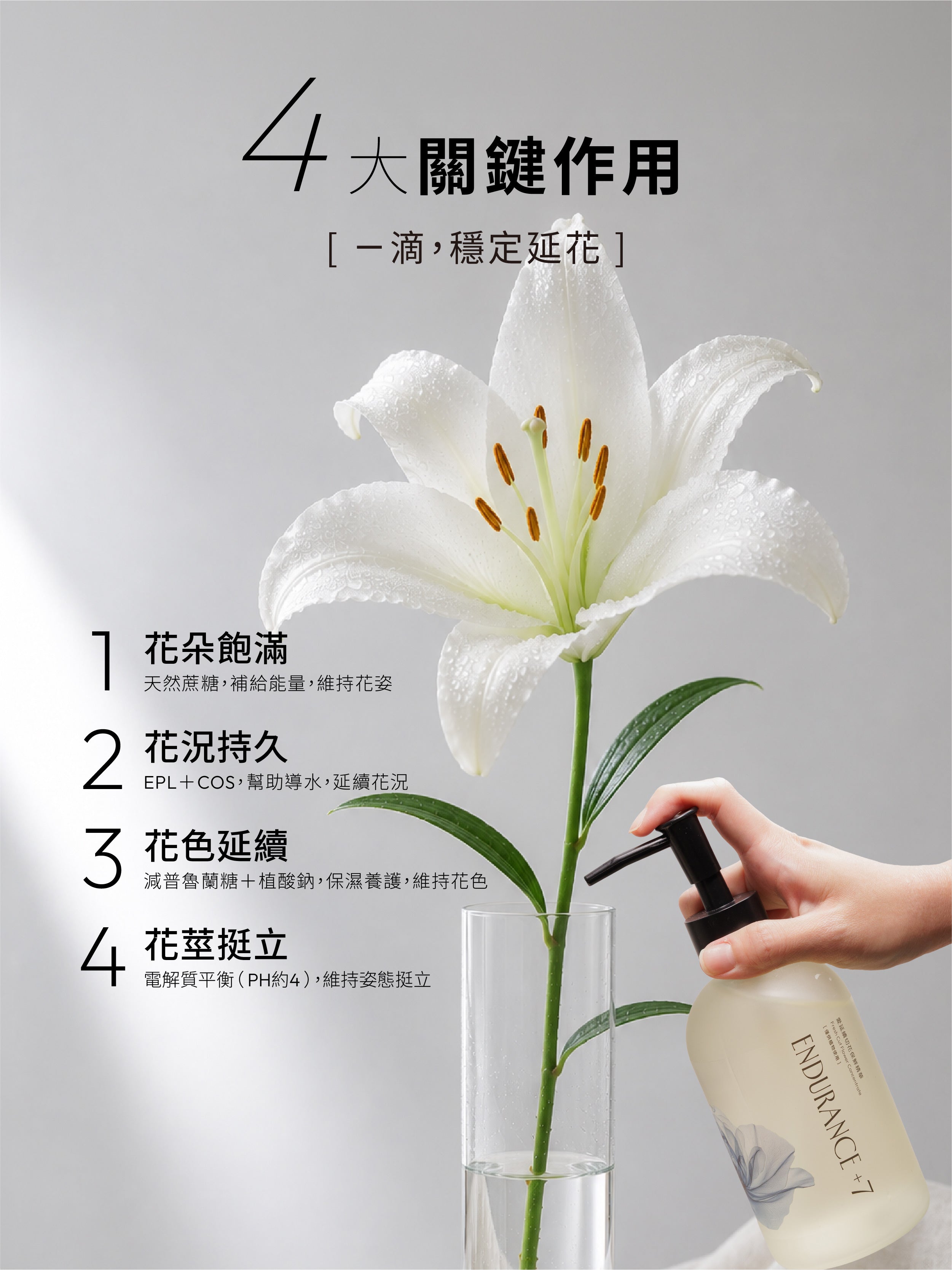 1%植物關鍵 Endurance+7 鮮花保鮮精華四大作用,為鮮花補充養分,使花朵飽滿、花況持久、花色延續並維持花莖挺立