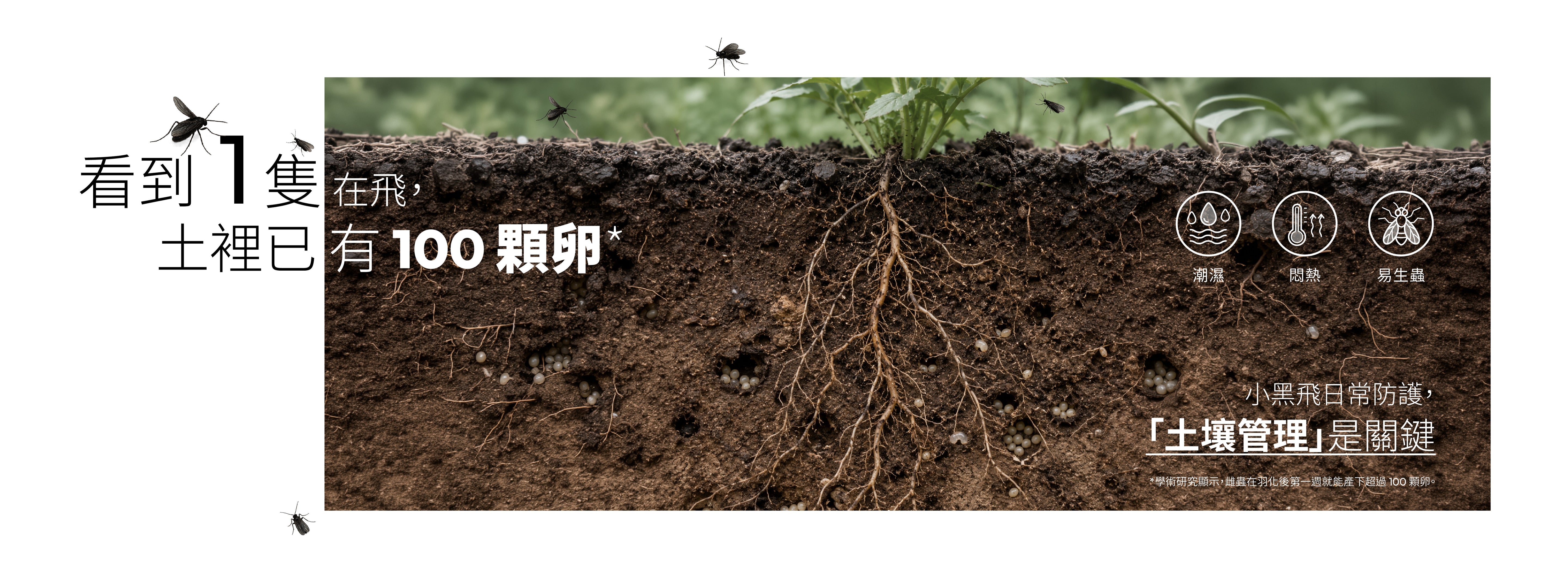 小黑飛土壤管理電腦版說明圖,提醒潮濕悶熱環境容易滋生小黑飛,日常防護應從土壤管理開始