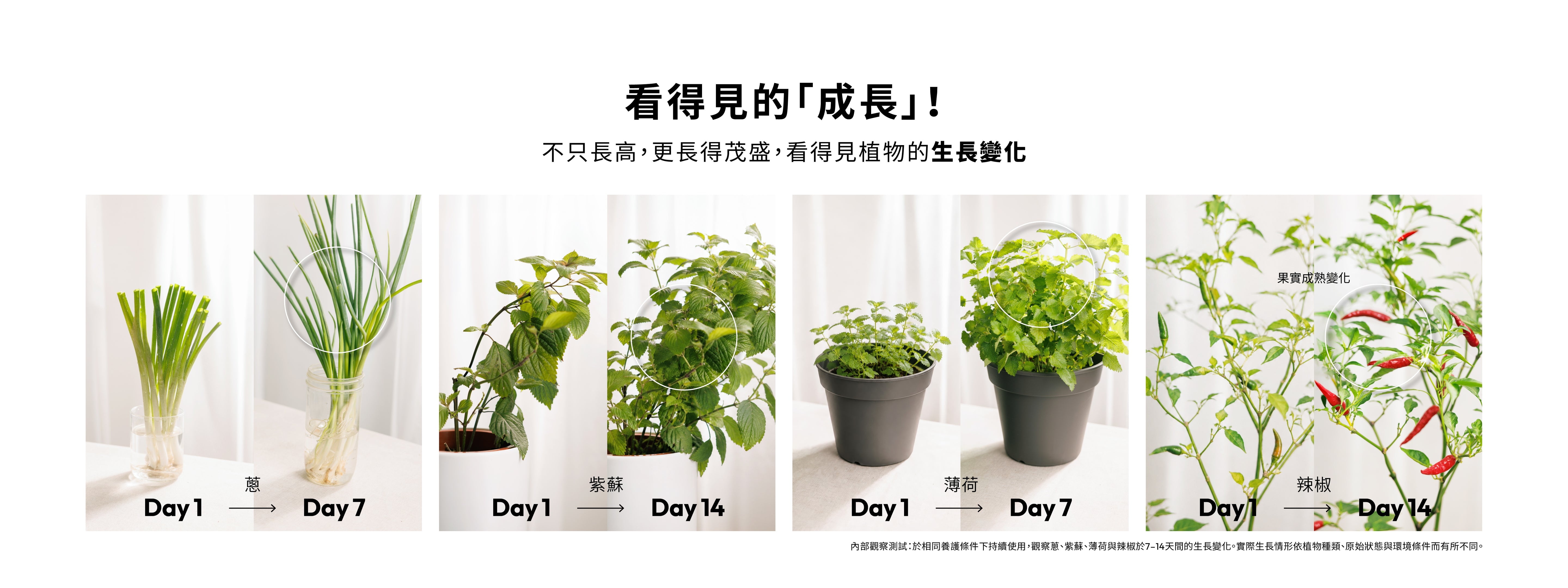 1%植物關鍵 Grow+ 植物營養精華使用前後比較,觀察蔥、紫蘇、薄荷與辣椒7至14天的茂盛生長變化