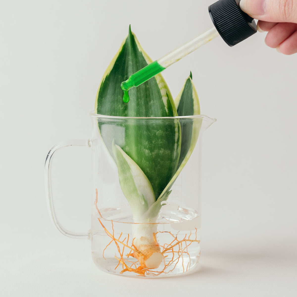 1%植物營養精華 60 ml