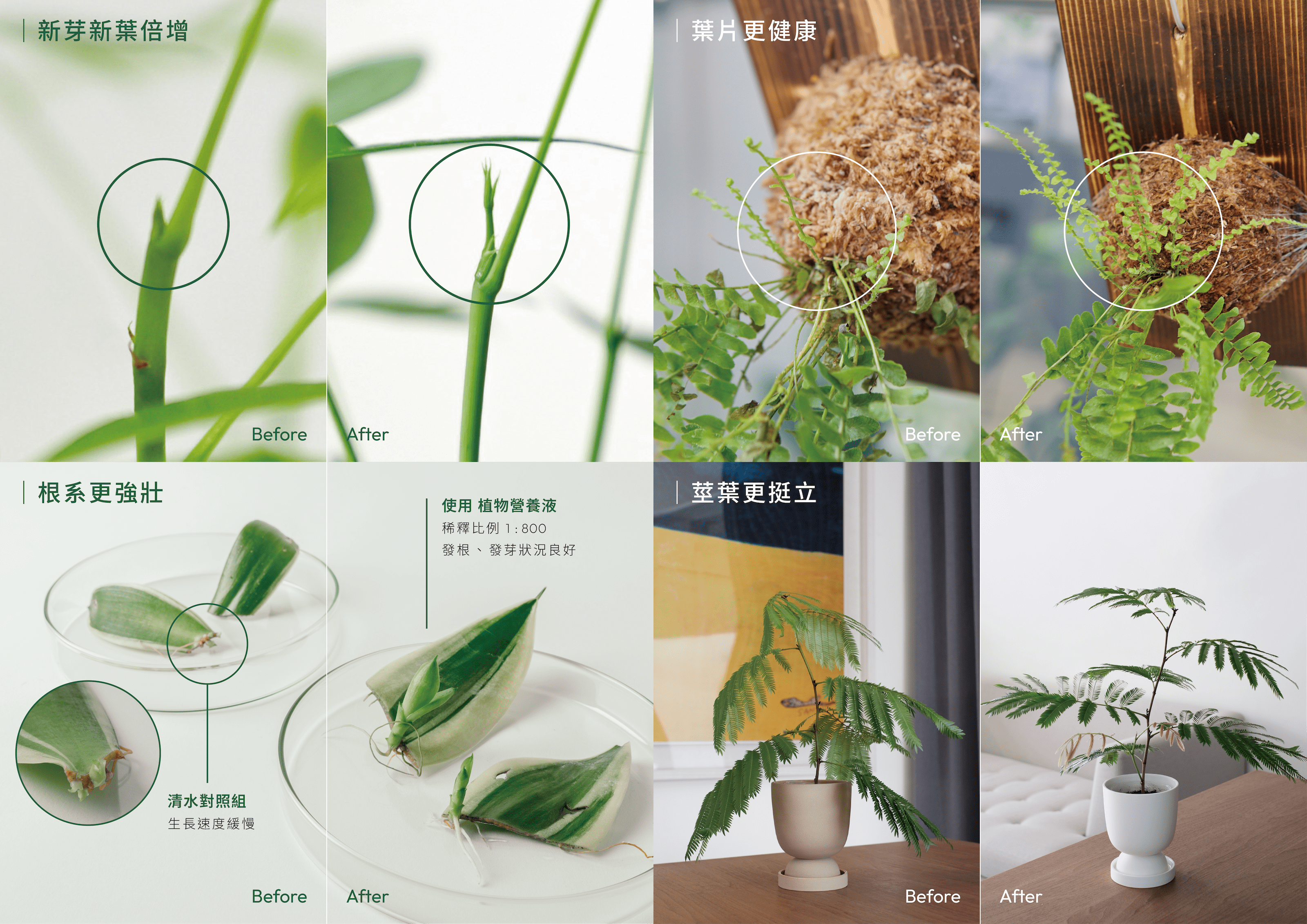 1%植物營養精華 使用前後對比圖