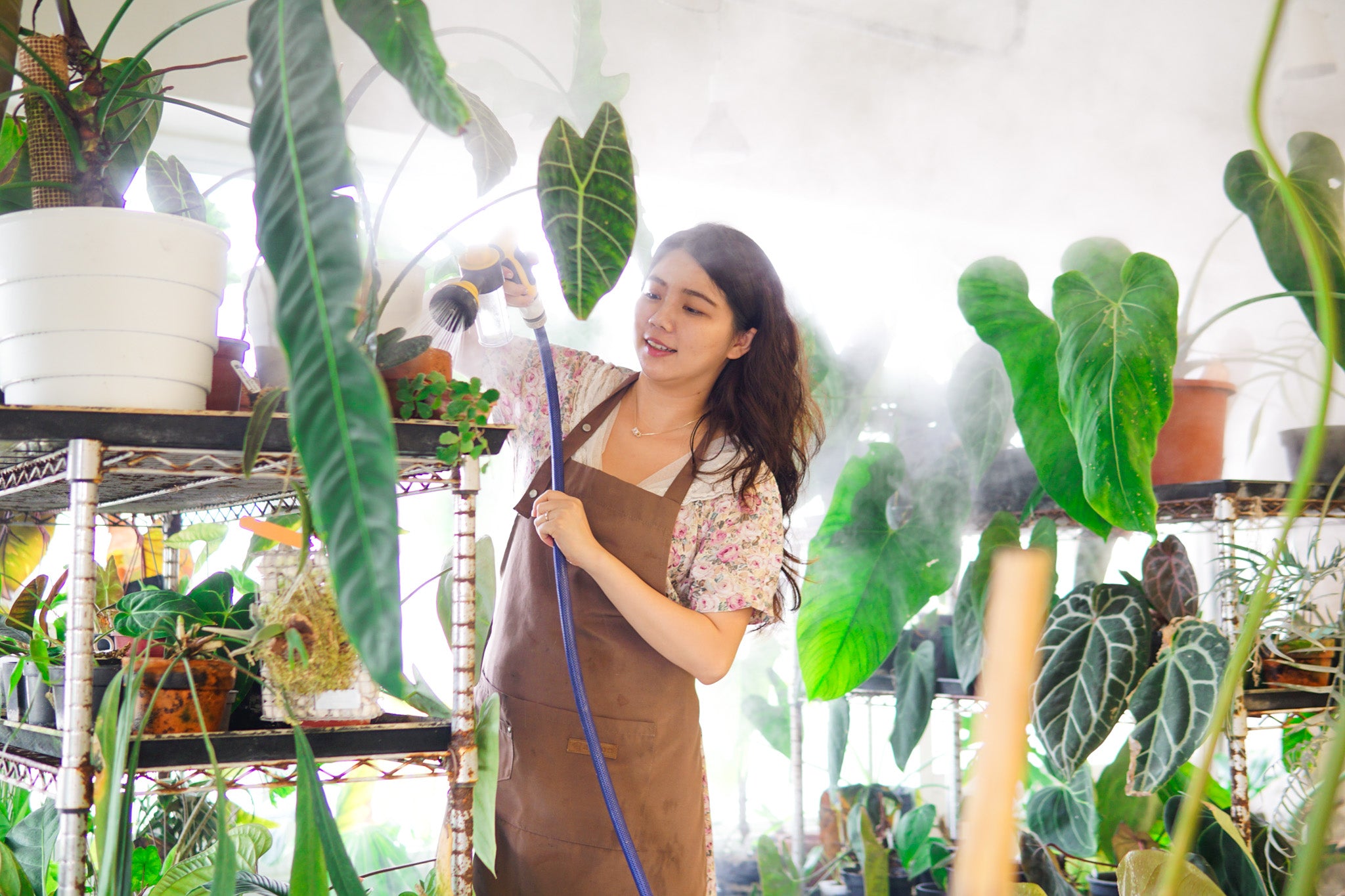 觀葉植物 觀音蓮