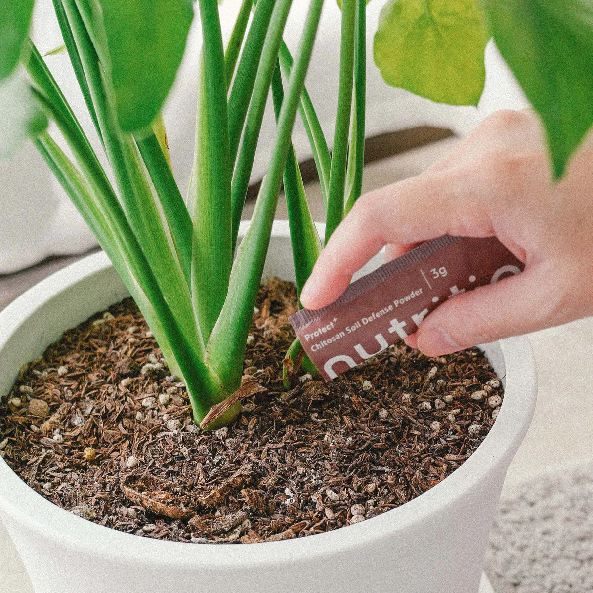春季換盆必備組(植物營養液+土壤防蟲粉+專用土)