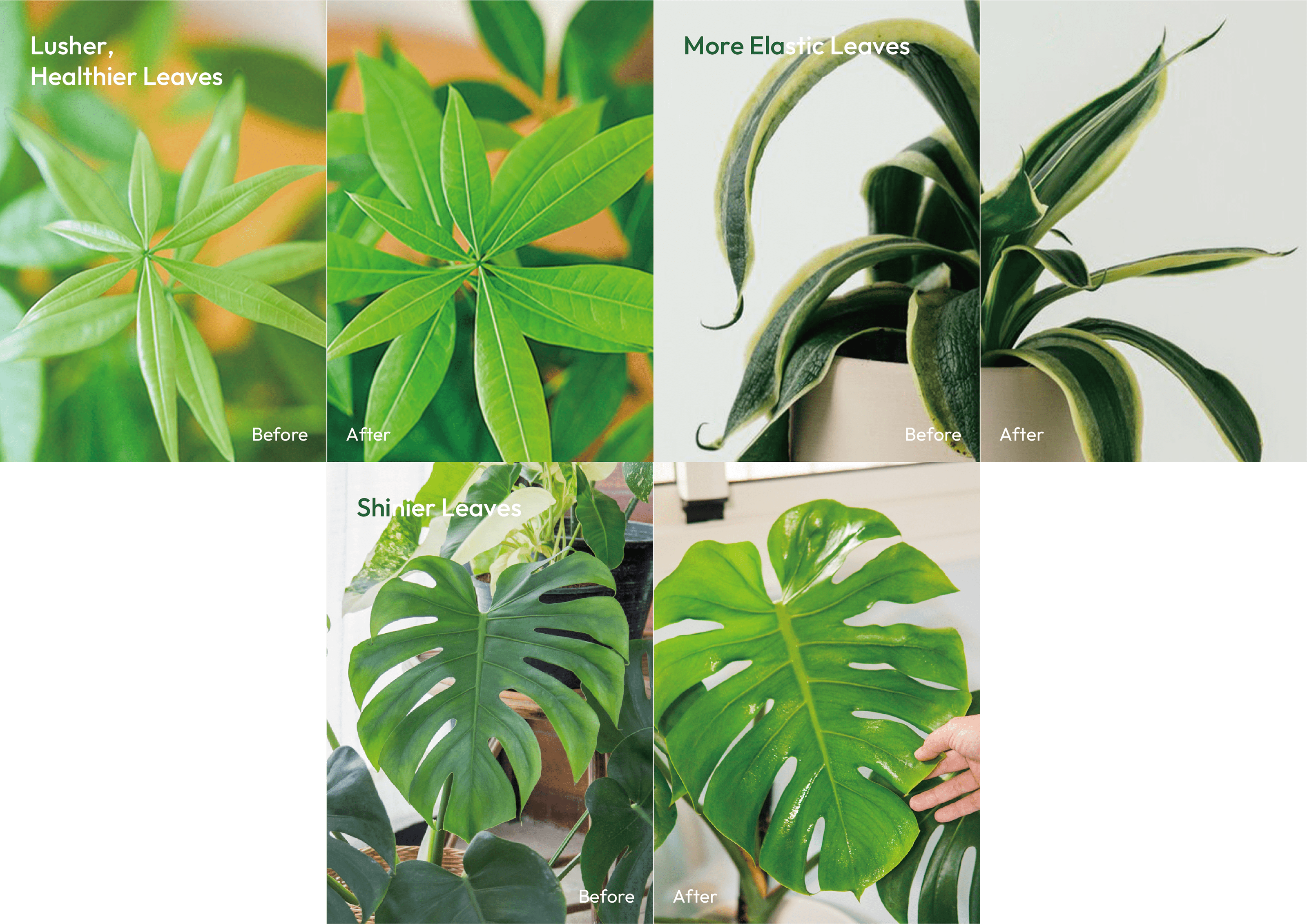 1% Plant Nutrition Spray Before & After