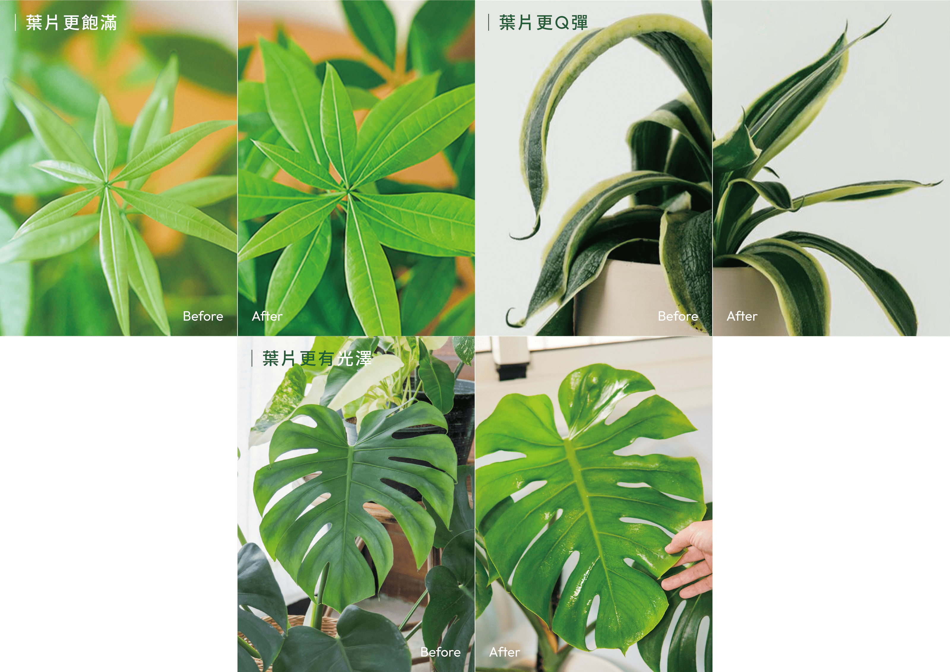 1%植物保養噴霧 使用前後對比圖