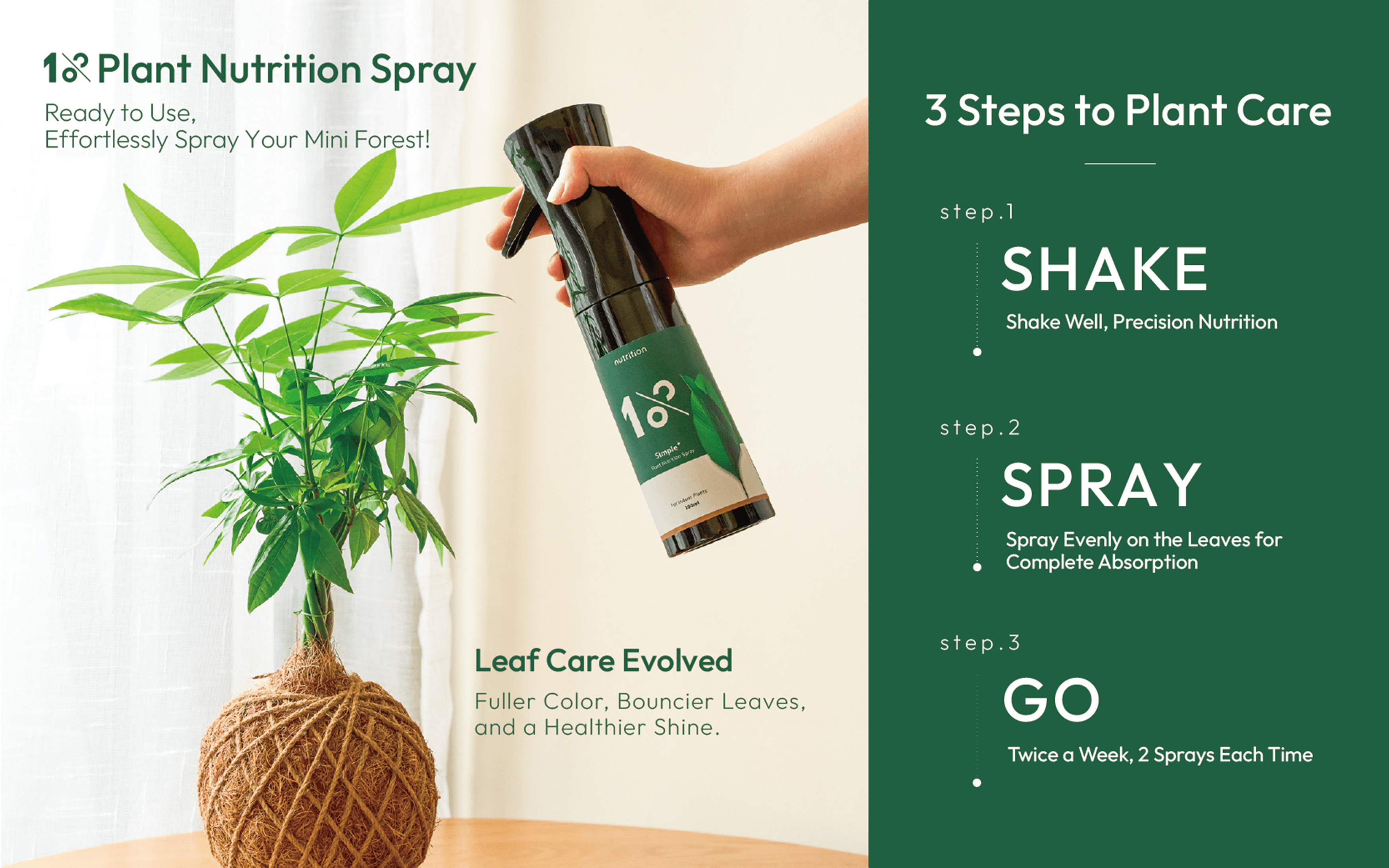 3 Steps to Plant Care