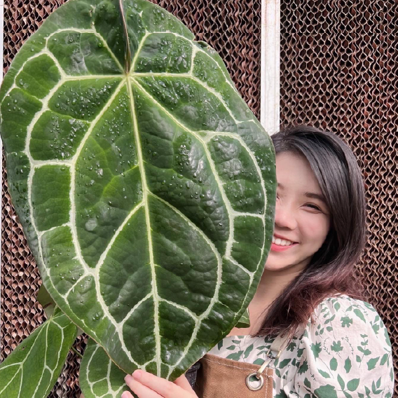 台南植女 Louise 南美水晶花燭