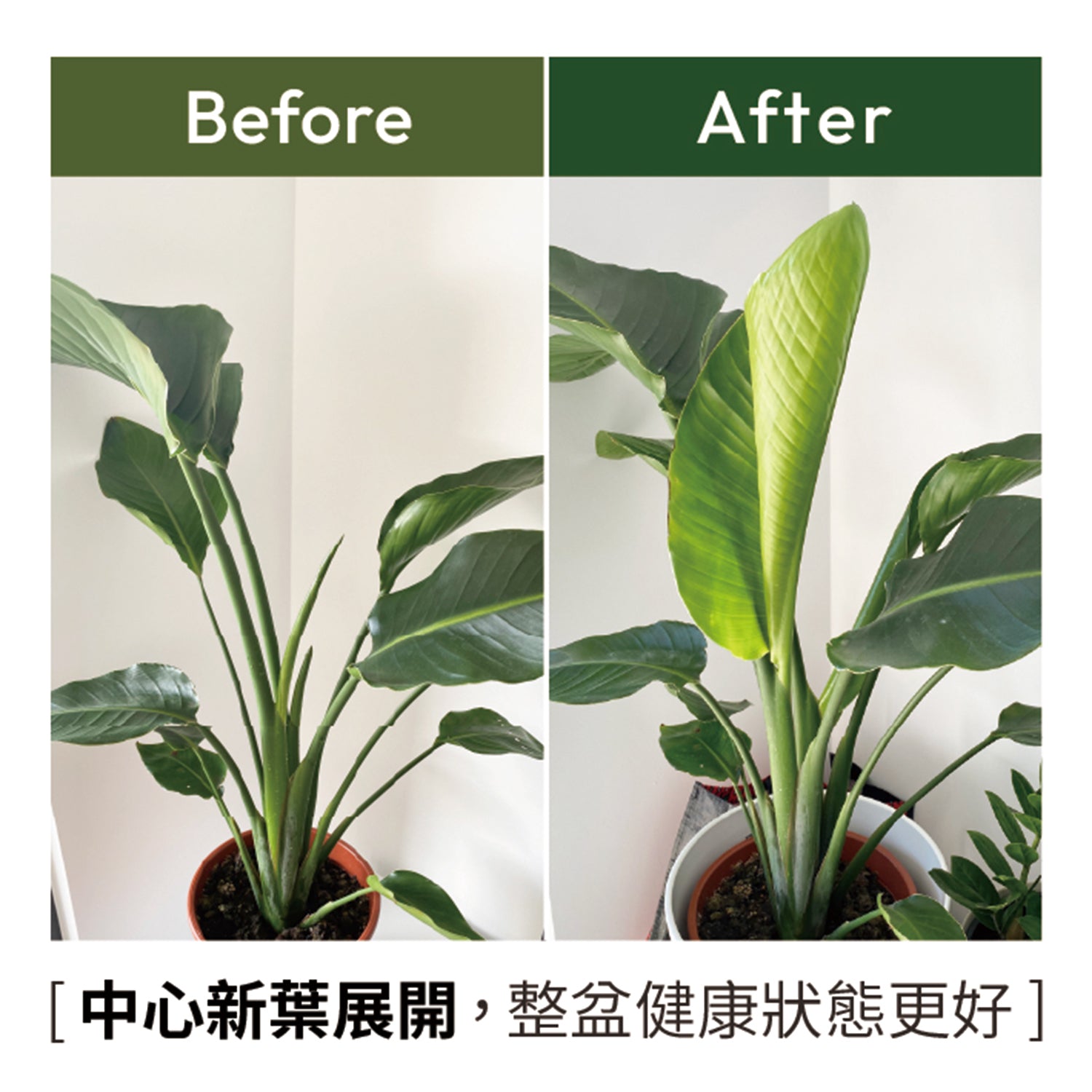 植物營養精華使用前後對比,改善黃葉與生長停滯,新葉健康展開