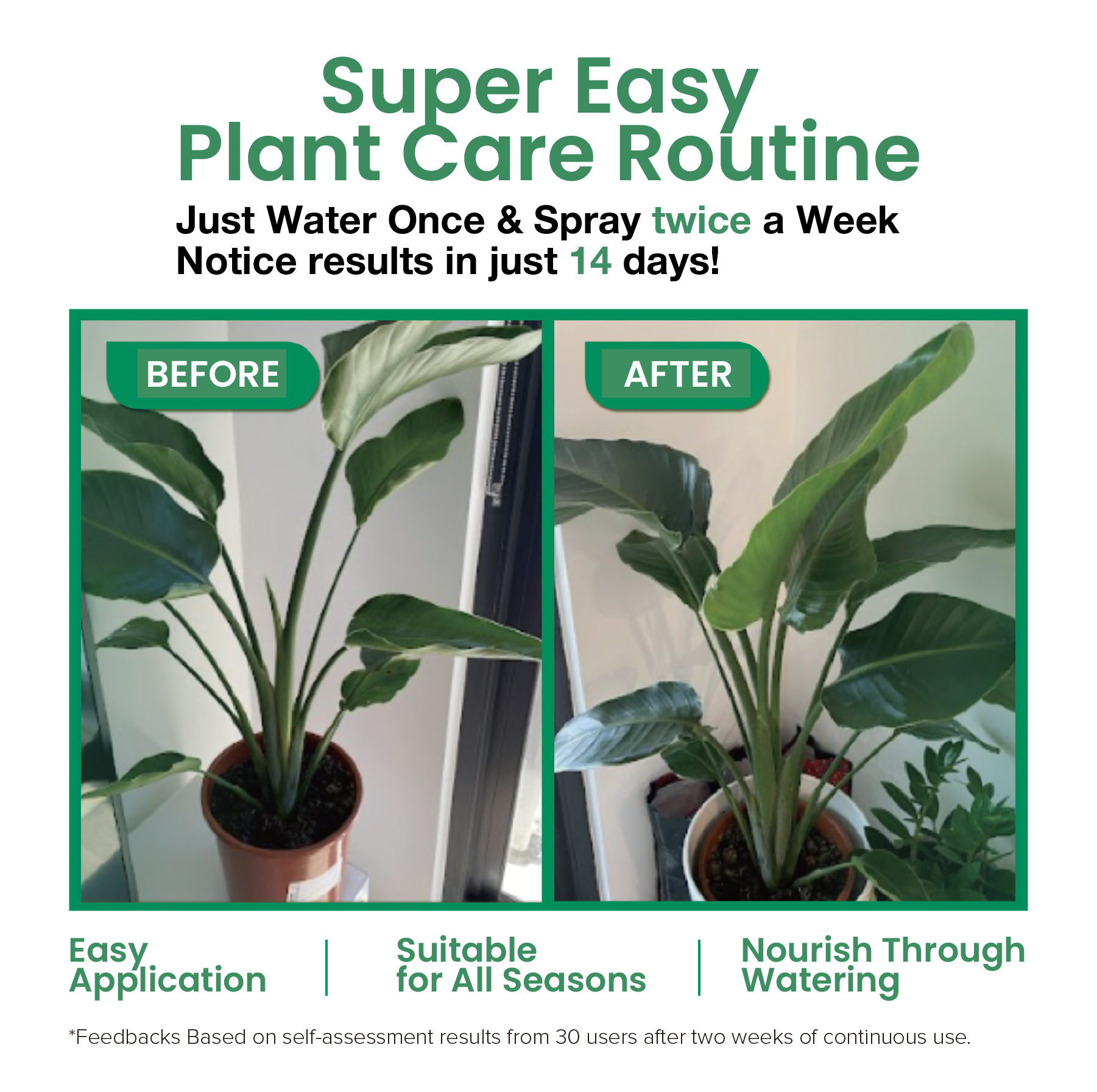 Super Easy Plant Care Routine