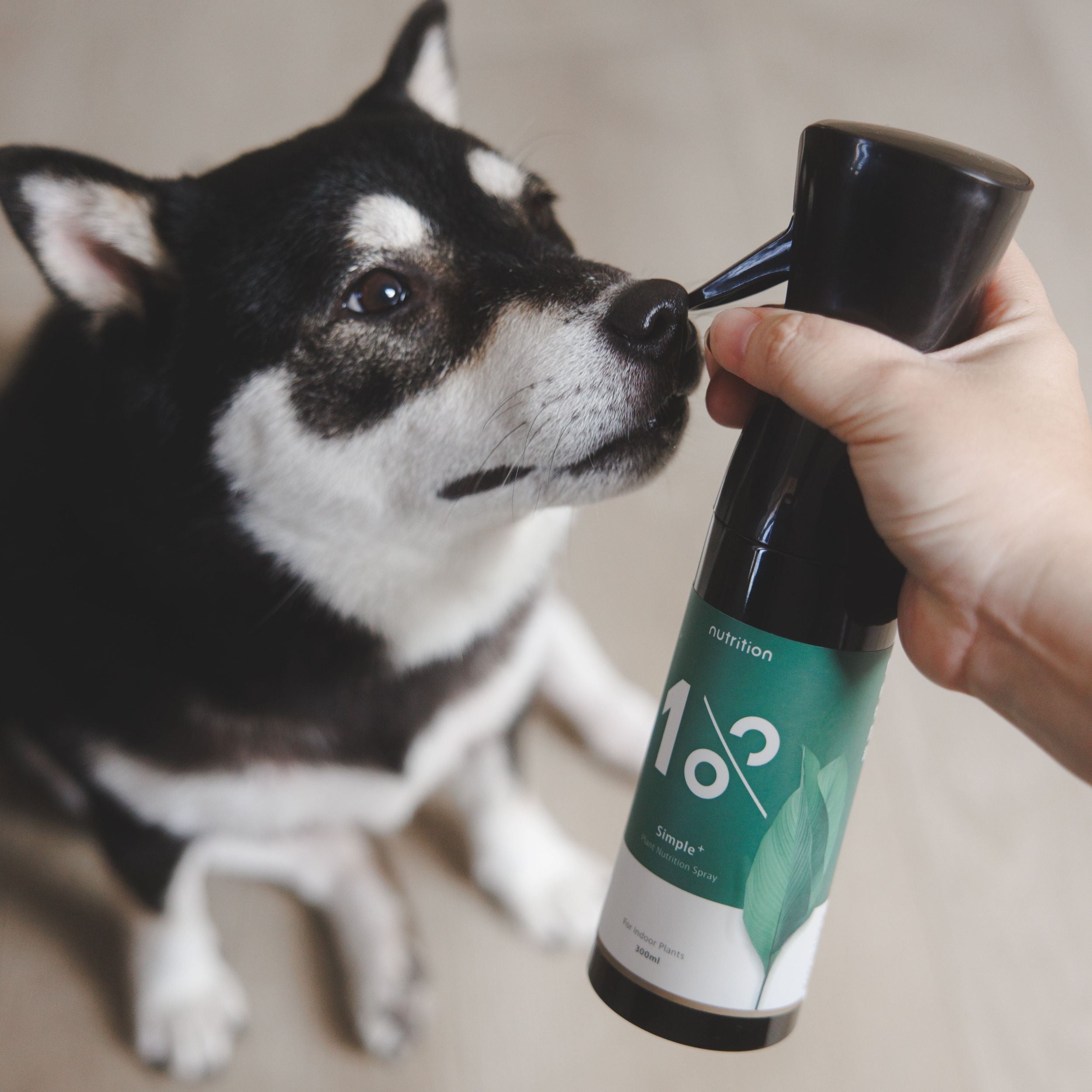 1%水培質感燙金禮盒組