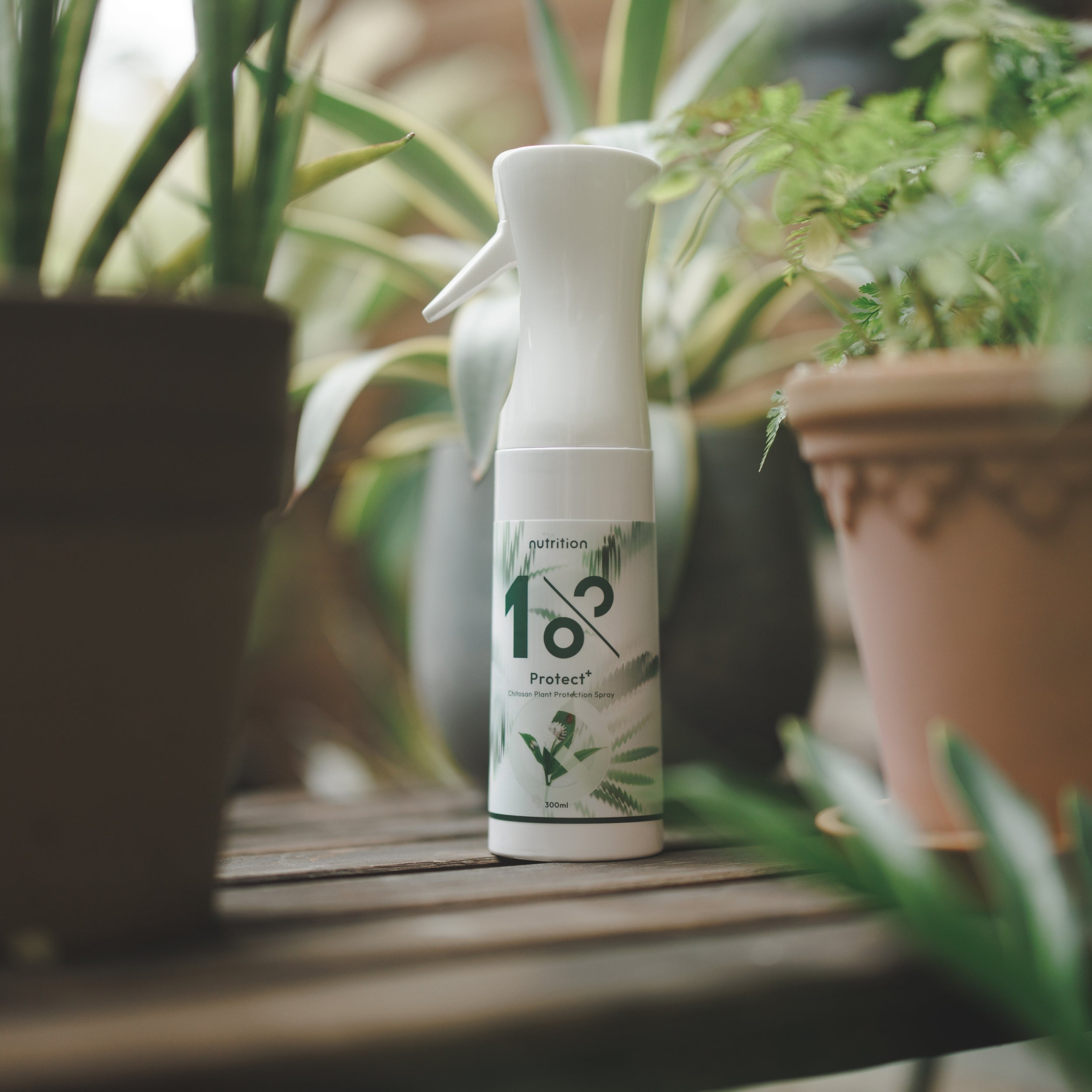 雙11 快速有感|黃葉蟲害掰掰組