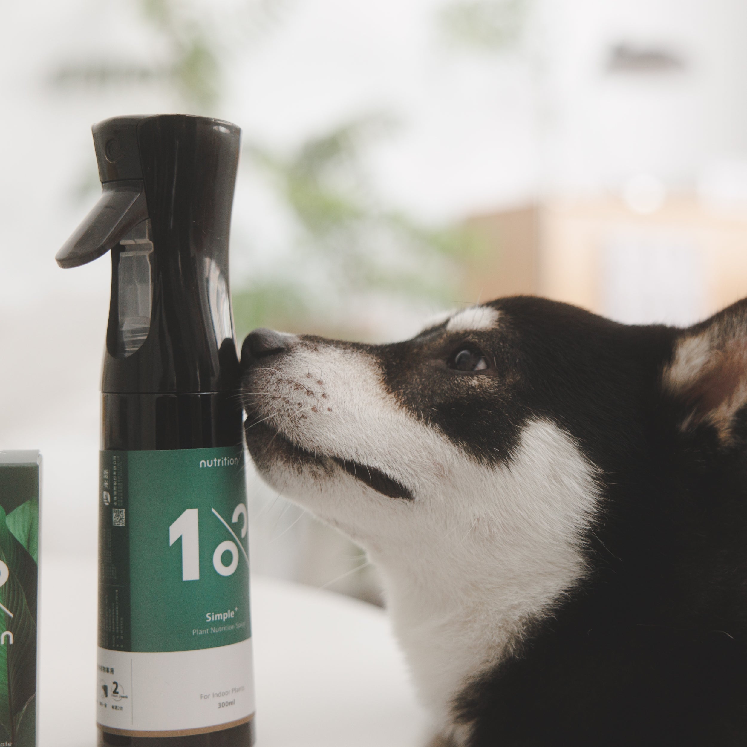 雙11 超過20盆|5坪養護專家組