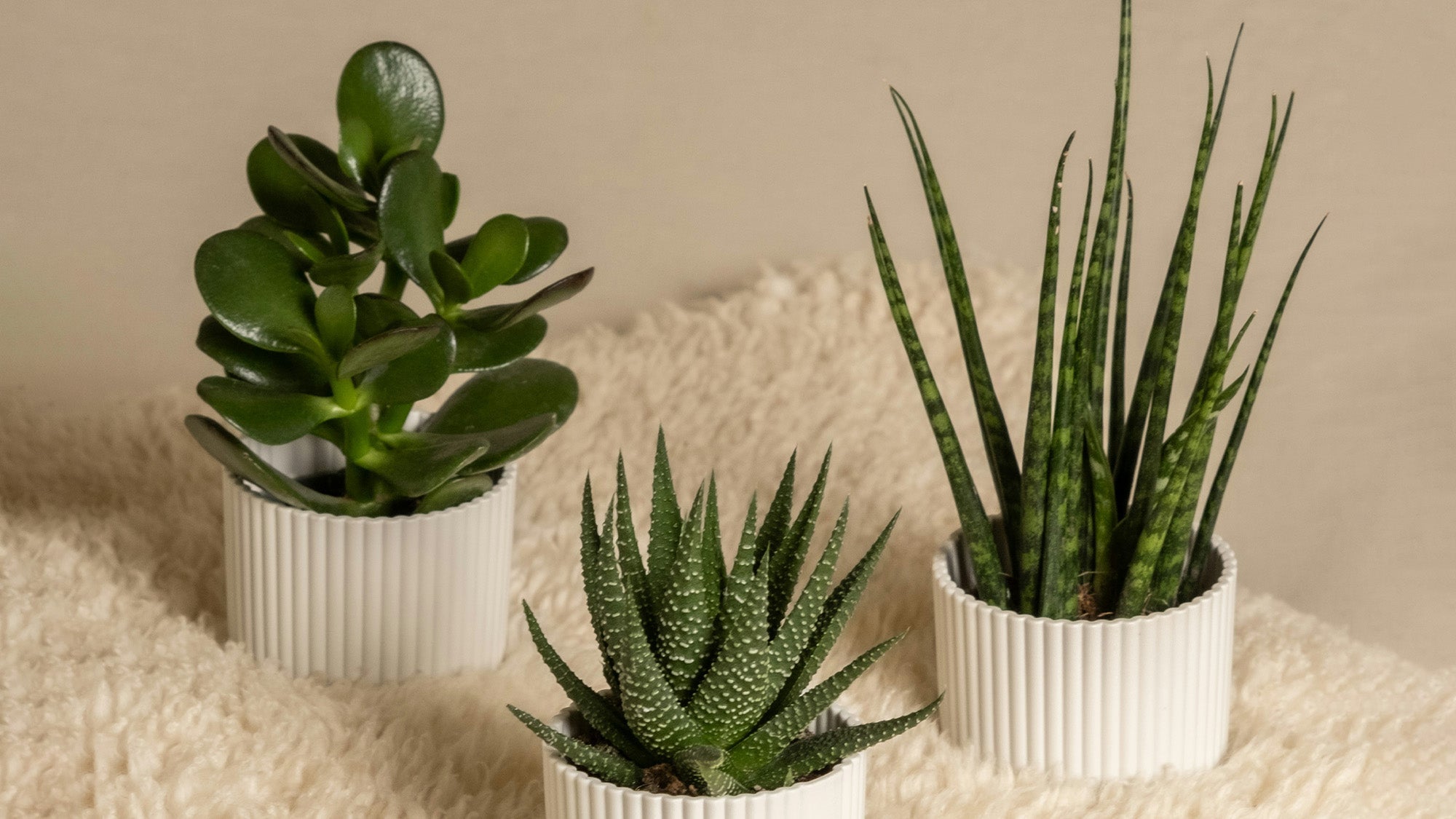 聖誕節送禮推薦！5款最有心意的植物，療癒又美觀