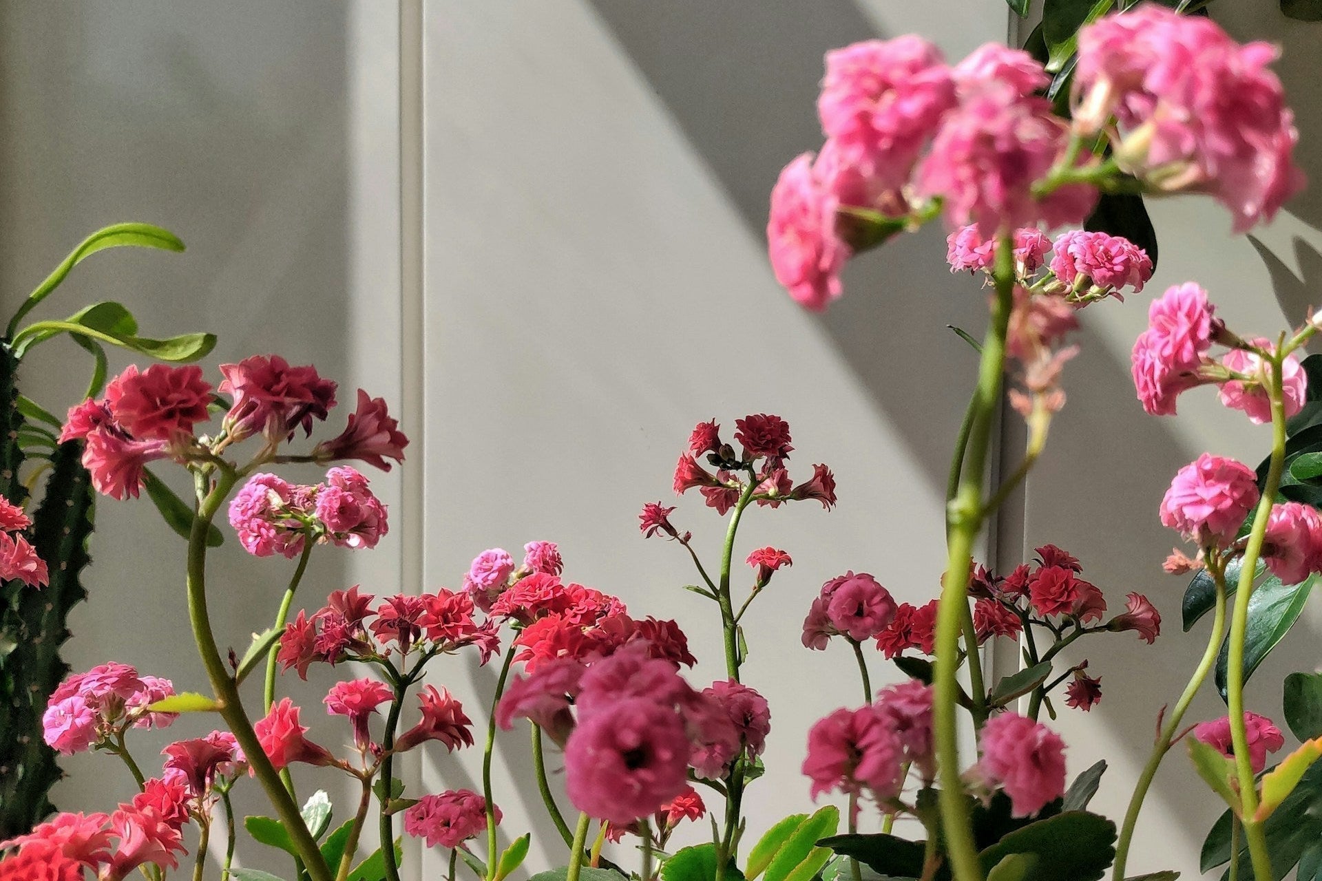 為什麼你的植物只長葉，卻不開花？90% 的人其實少了這一步