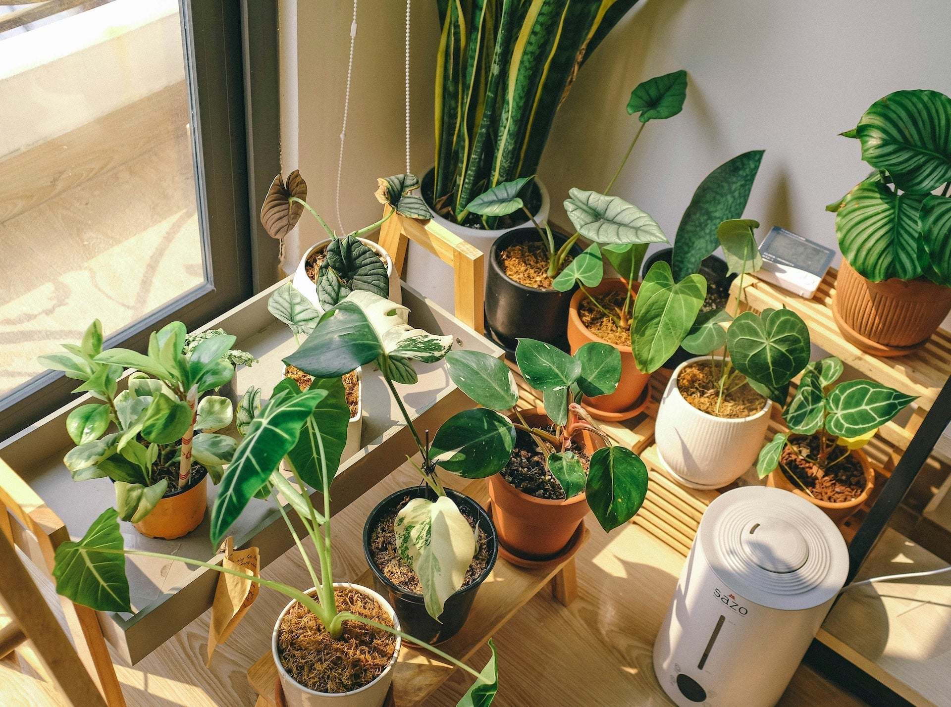 2026 植物肥料推薦｜室內盆栽、水培植物營養液怎麼選完整指南