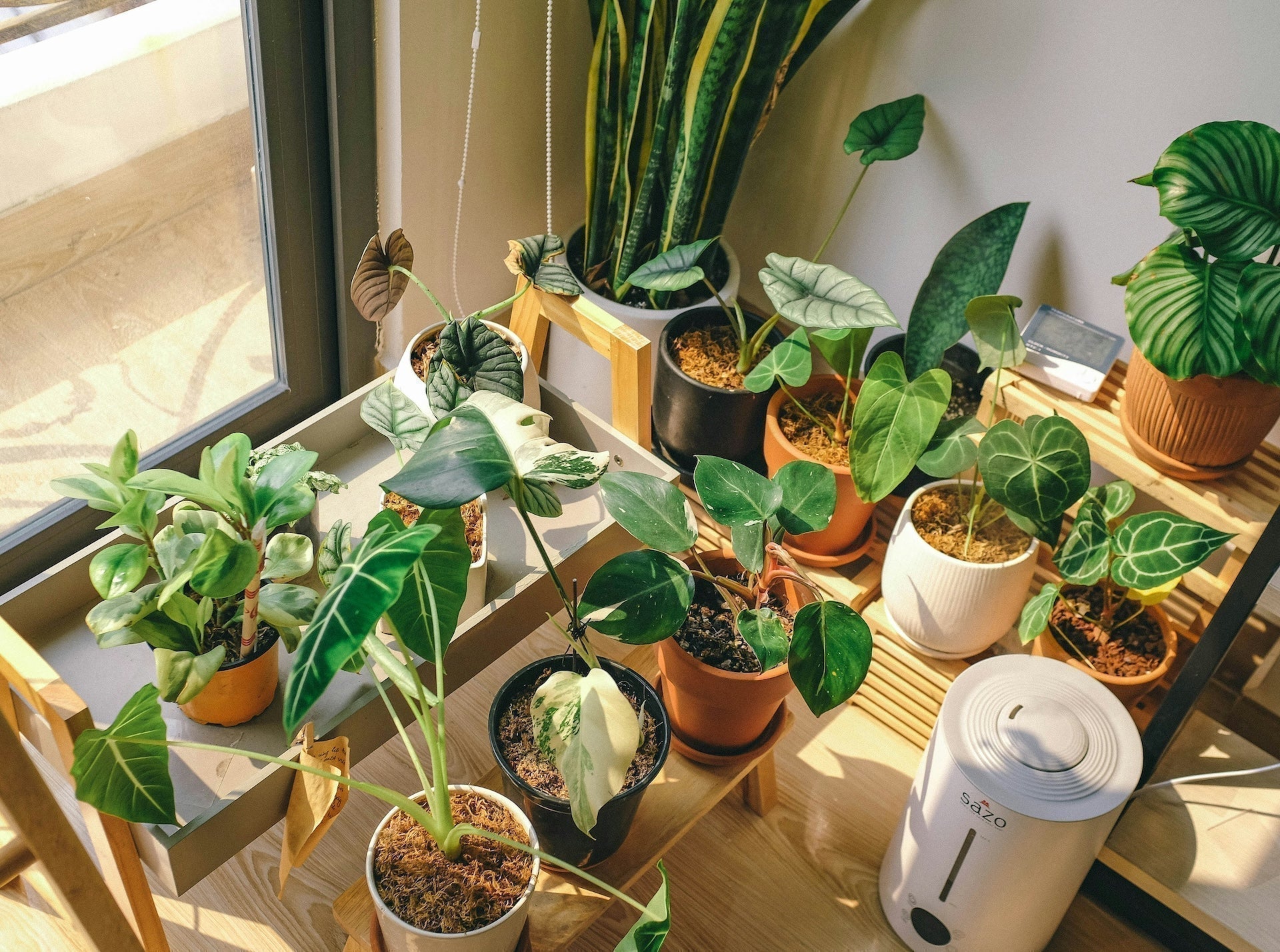 2026 植物肥料推薦｜室內盆栽、水培水耕植物營養液怎麼選完整指南