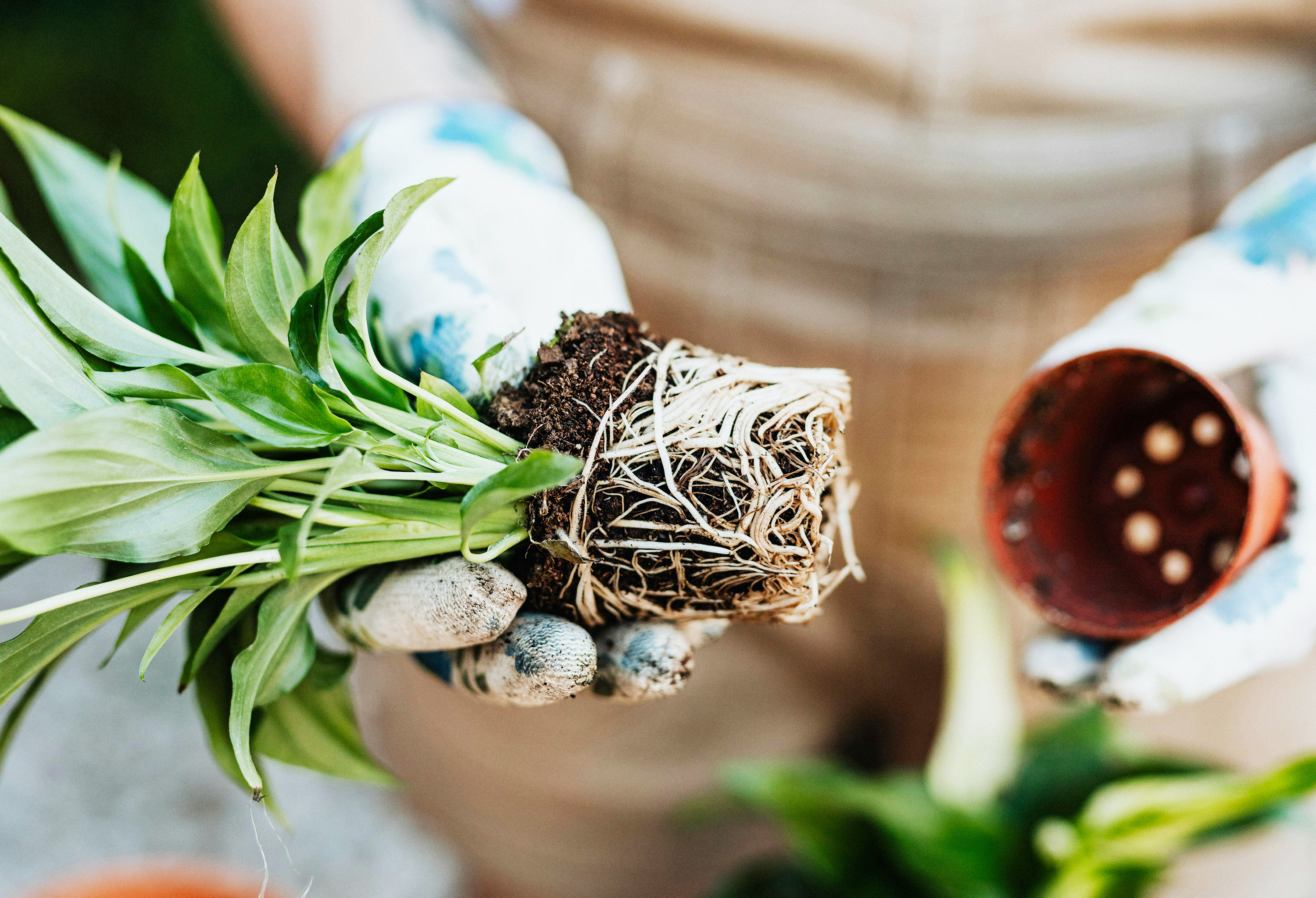 換盆時一定要檢查根系！90%的人忽略的關鍵步驟