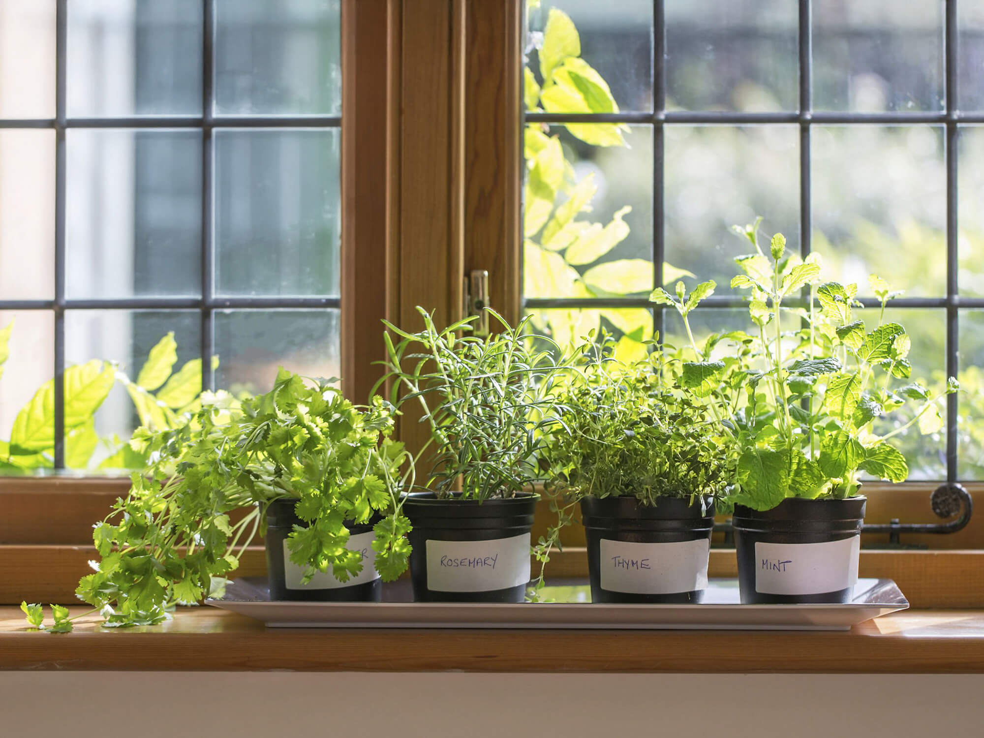 想讓植物爆盆？春天一定要做的3件事