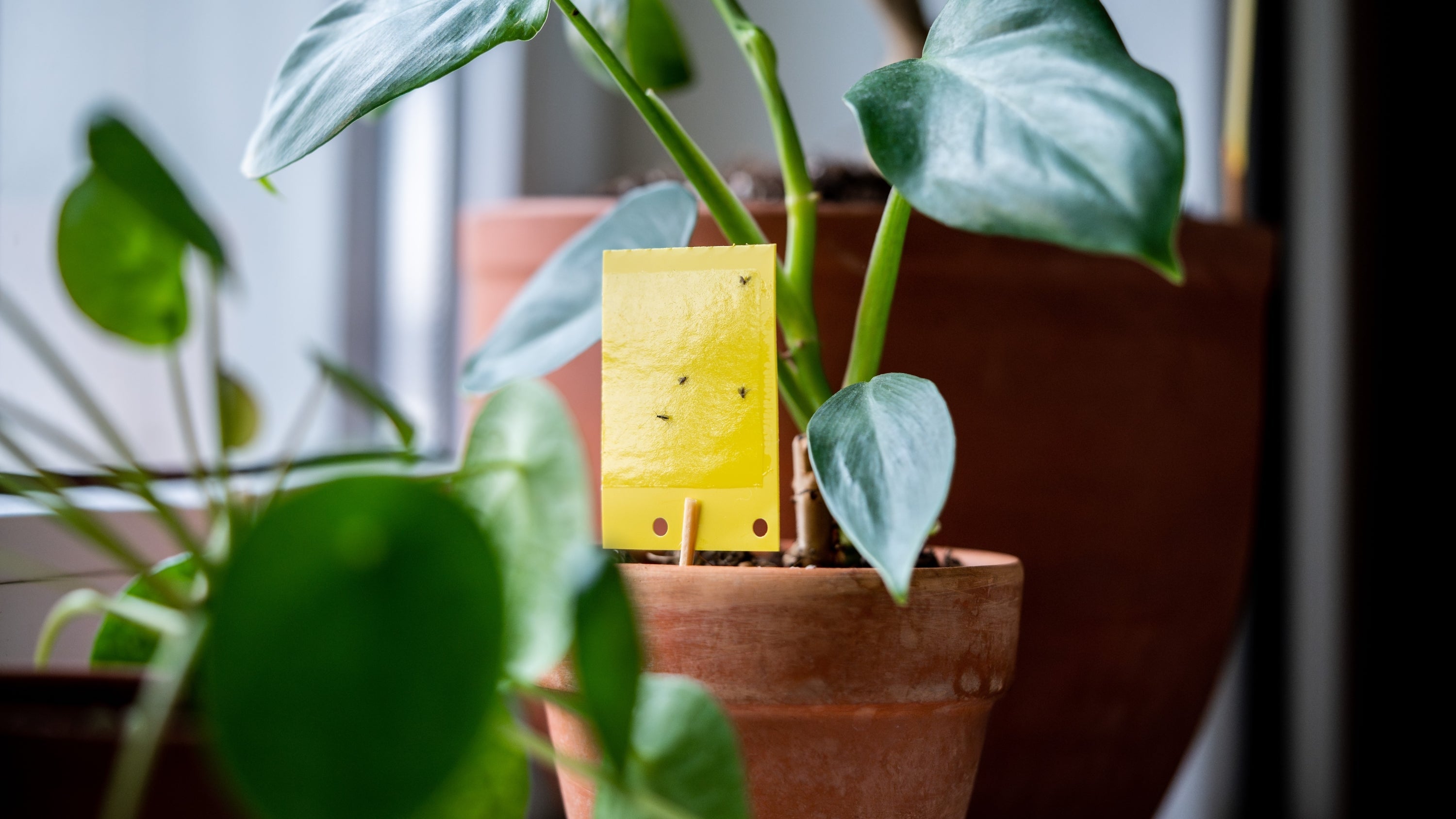 植物有小黑飛怎麼辦？為什麼一直出現＋3個快速解決方法