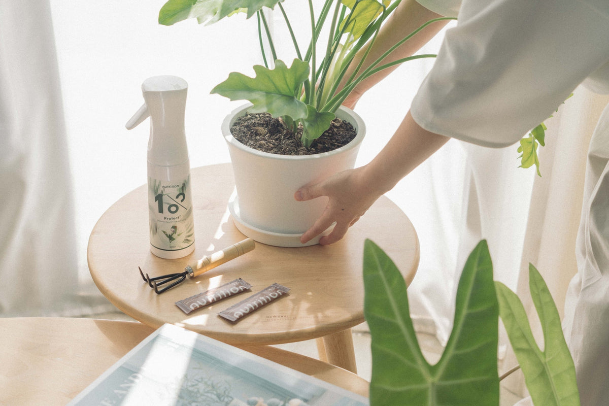 植物驅蟲怎麼做？新手一看就懂的盆栽蟲害照護完整方法